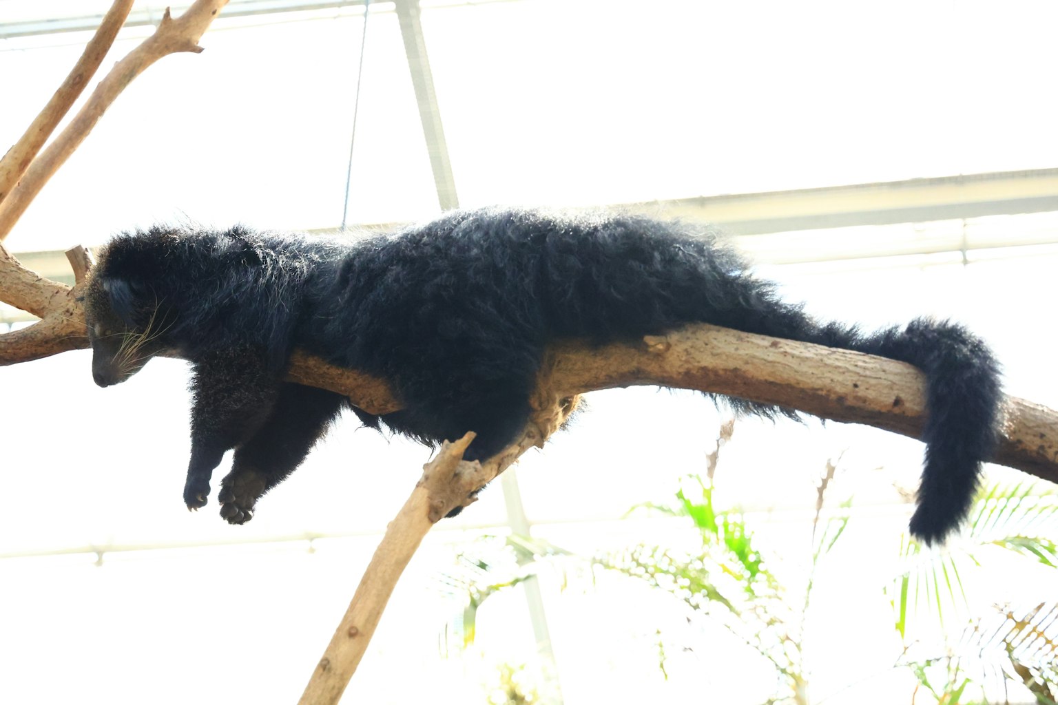 在樹枝上休息的黑色動物