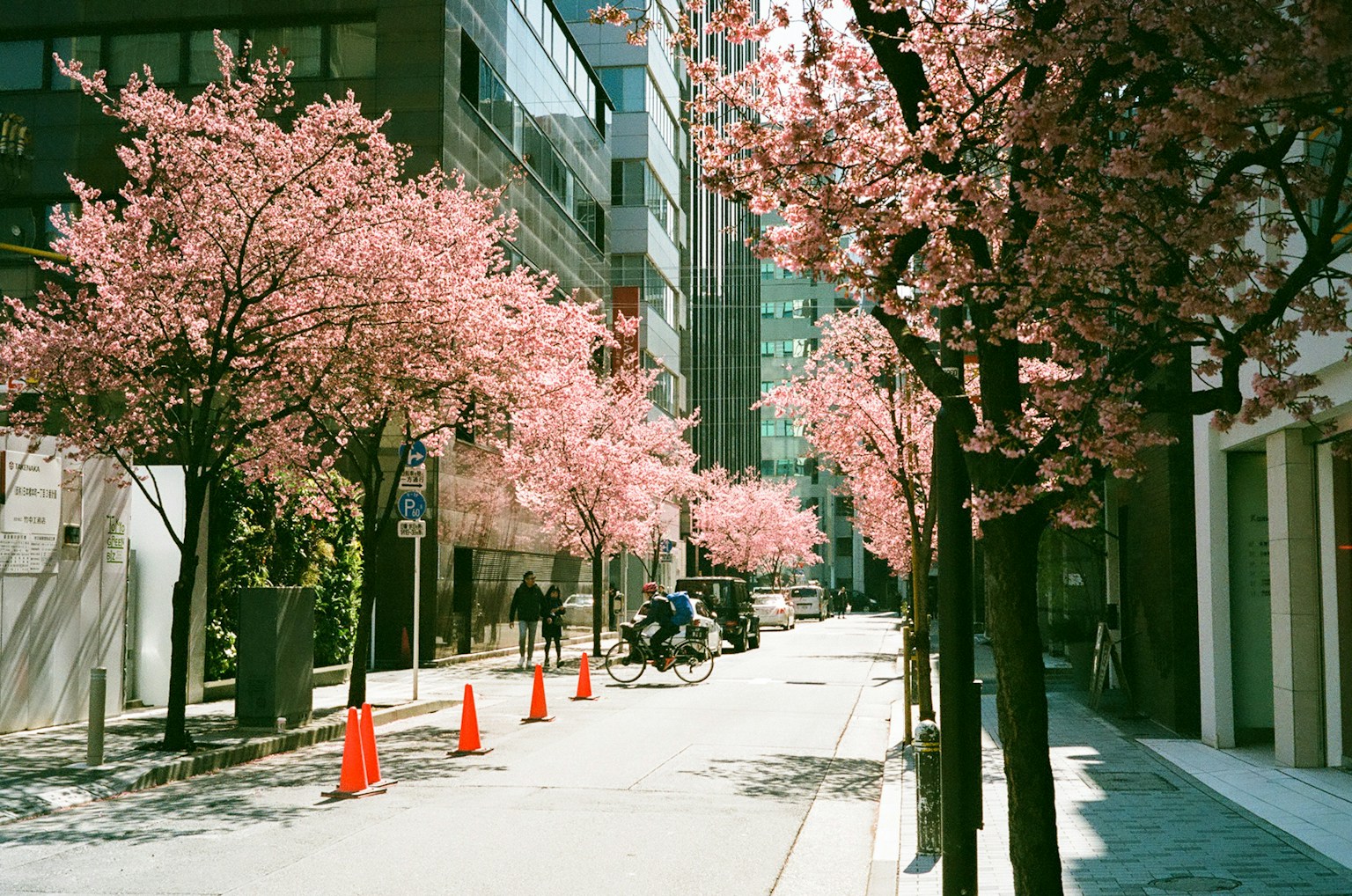 一条被樱花树和橙色交通锥环绕的街道