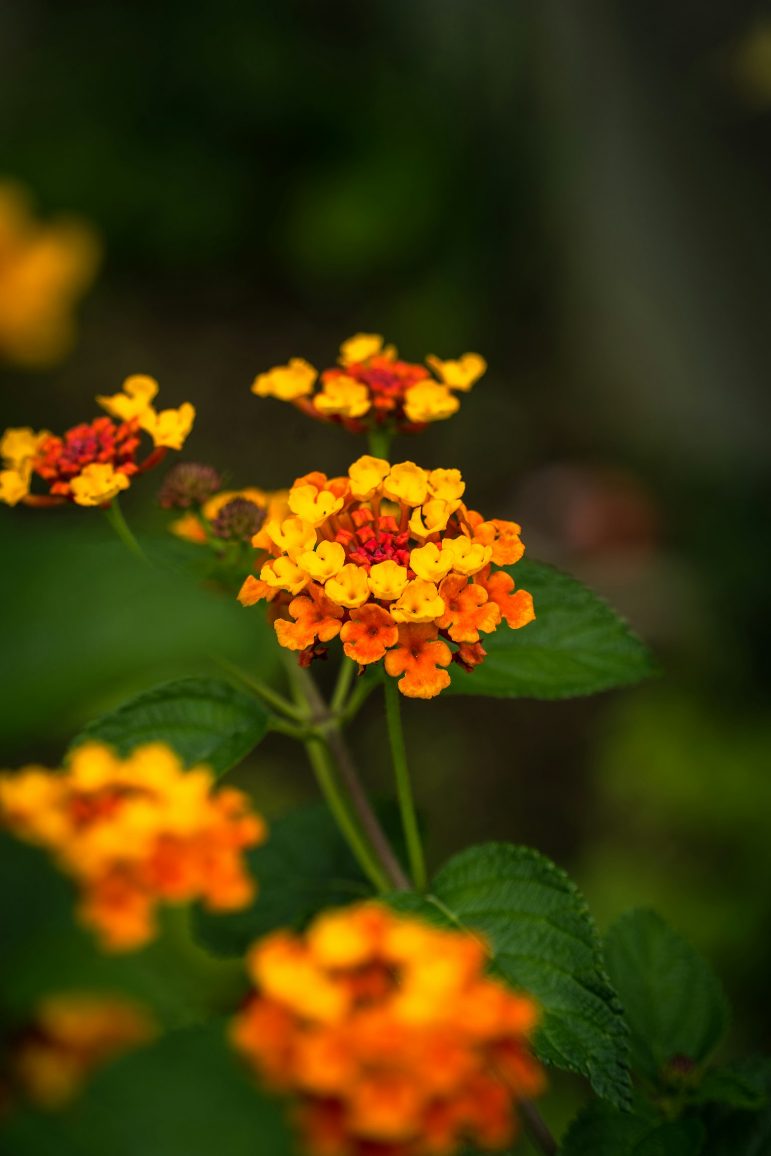 ภาพระยะใกล้ของดอกลันทาน่าสีส้มและสีเหลืองสดใส