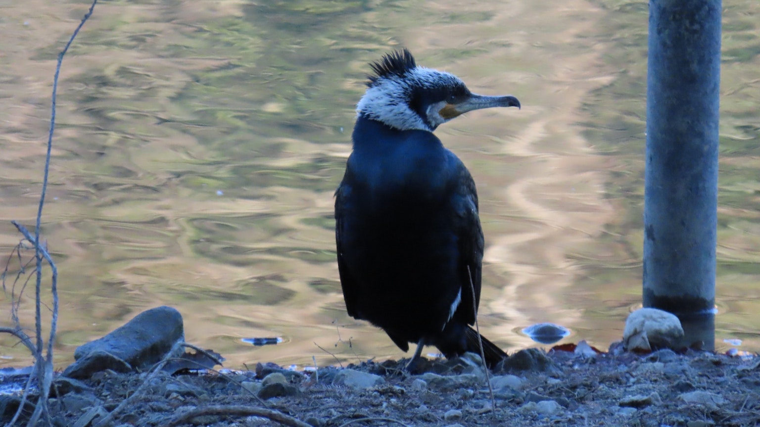 Cormorán negro de pie cerca de la superficie del agua