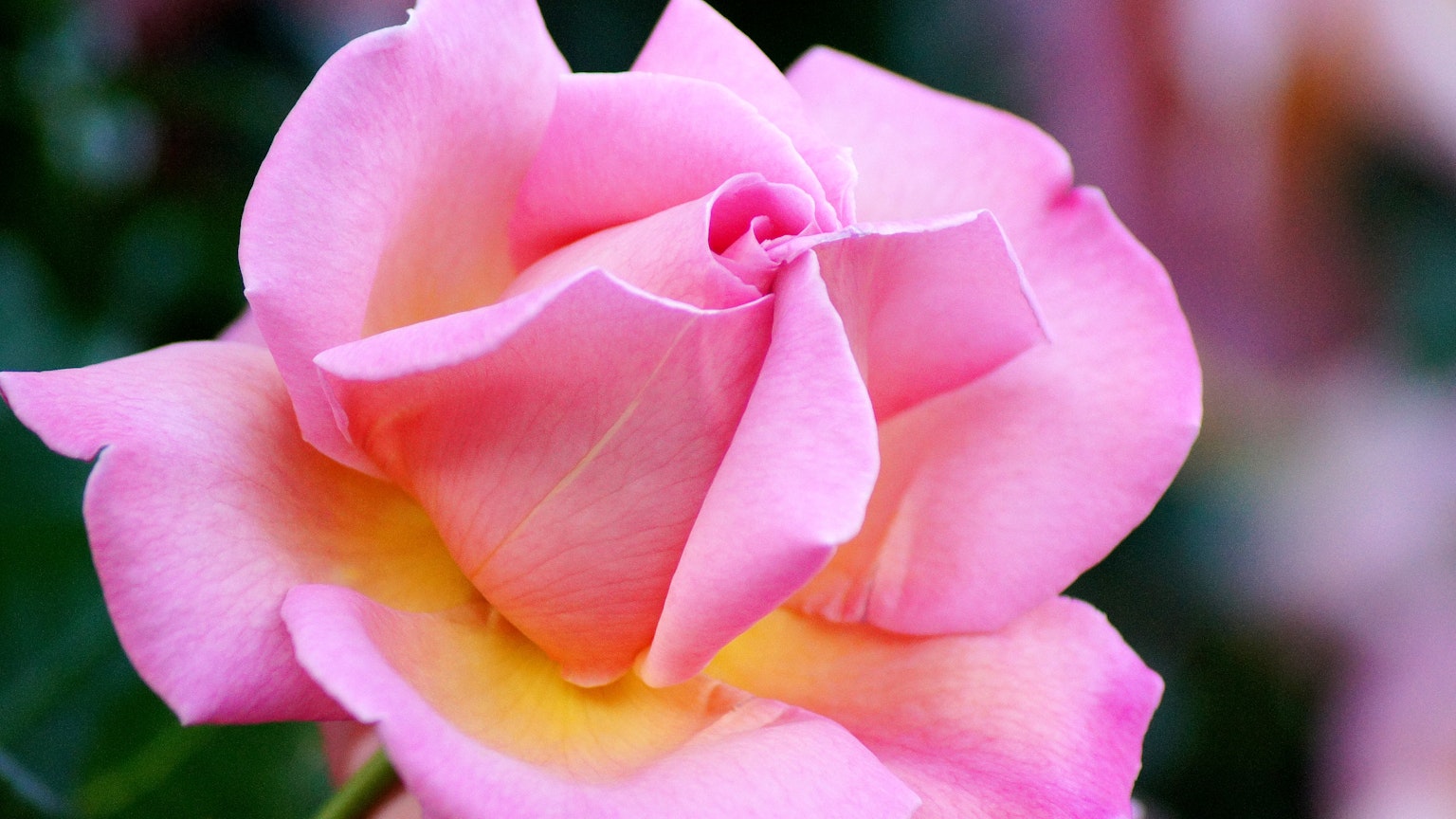 Eine rosa Rose mit zarten Blütenblättern, die einen schönen Farbverlauf zeigen