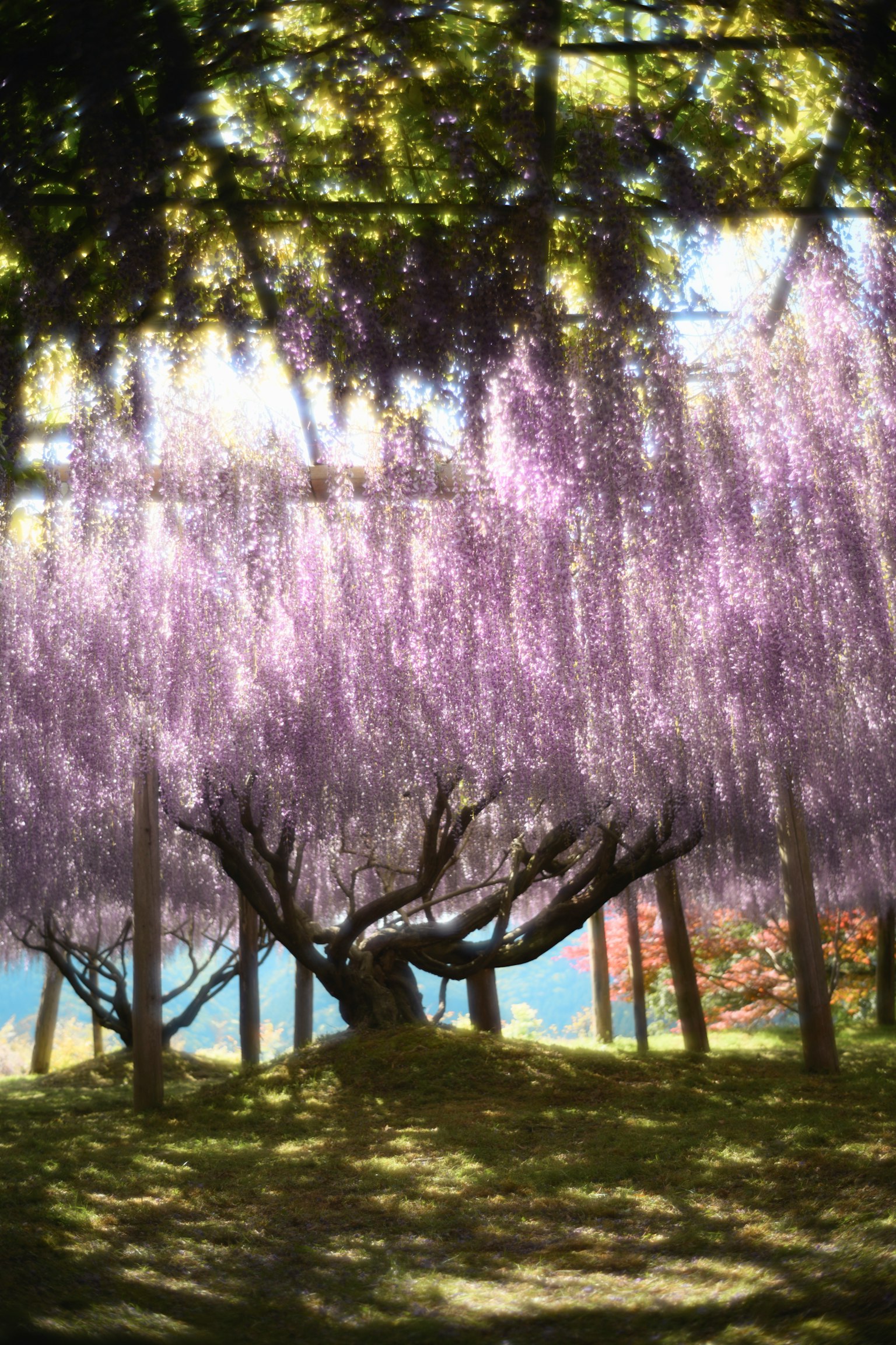 紫色の藤の花が咲く木の下での美しい風景
