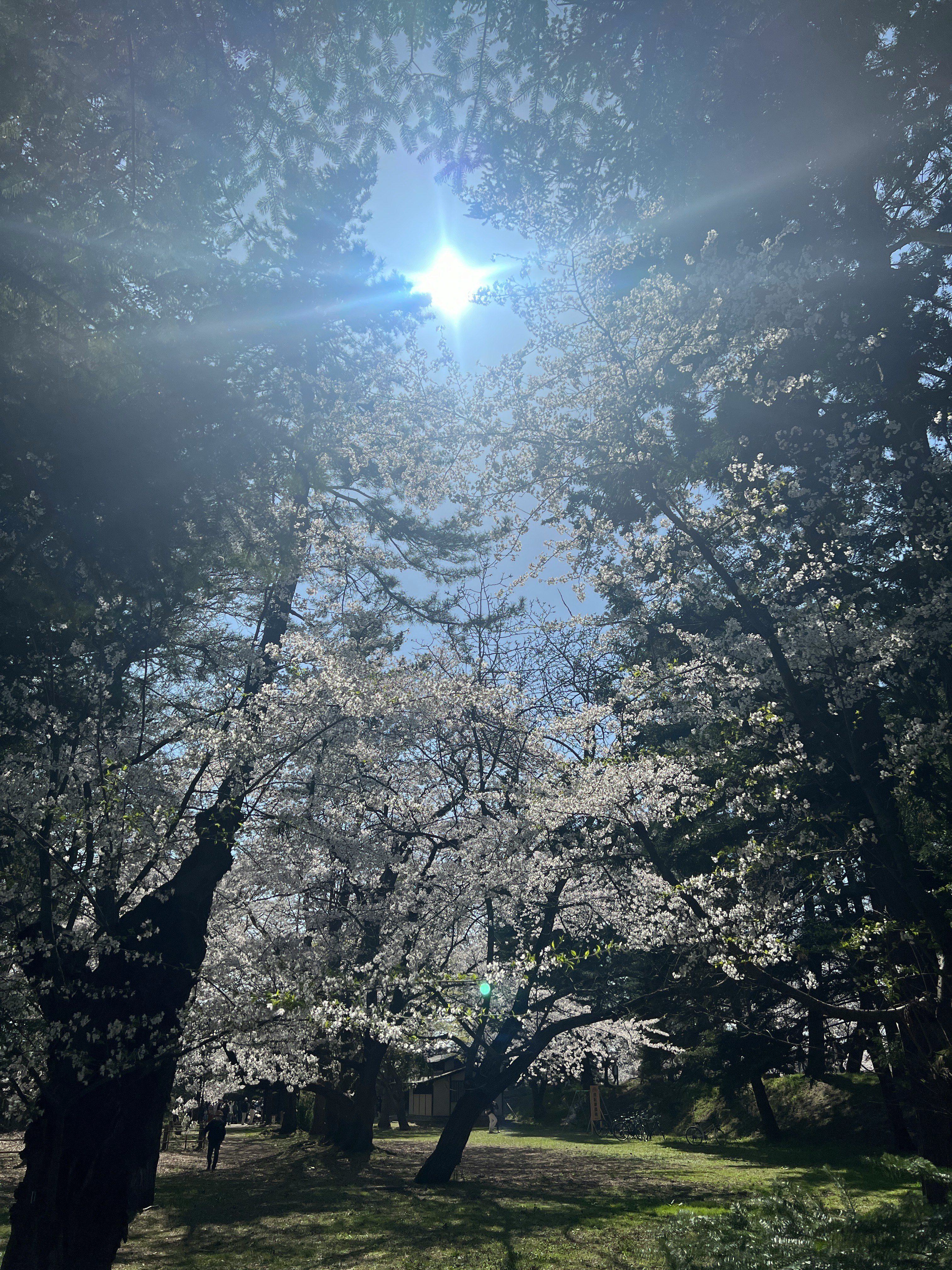 桜並木の下で木漏れ日が差す公園の風景