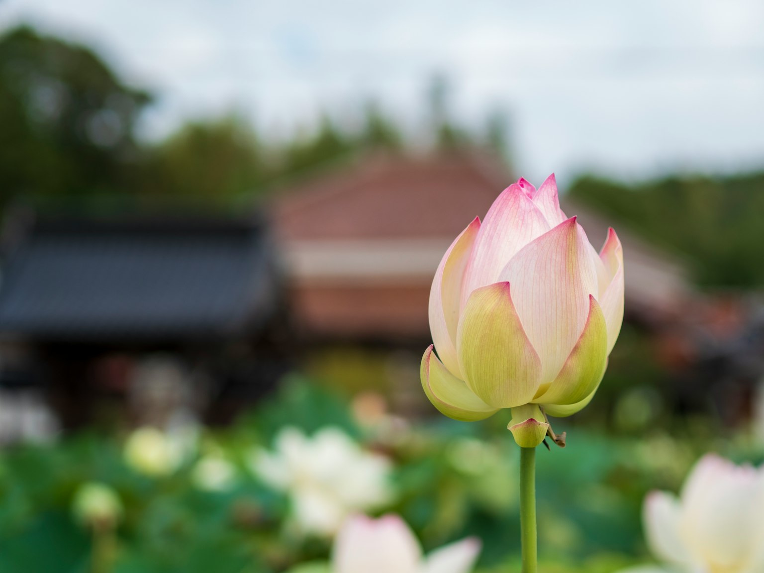 未開花的蓮花花蕾，背景模糊的傳統建築