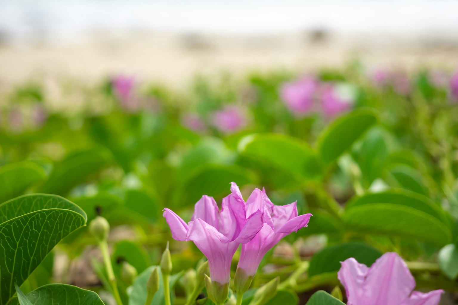 Fiori viola che fioriscono su una spiaggia con foglie verdi