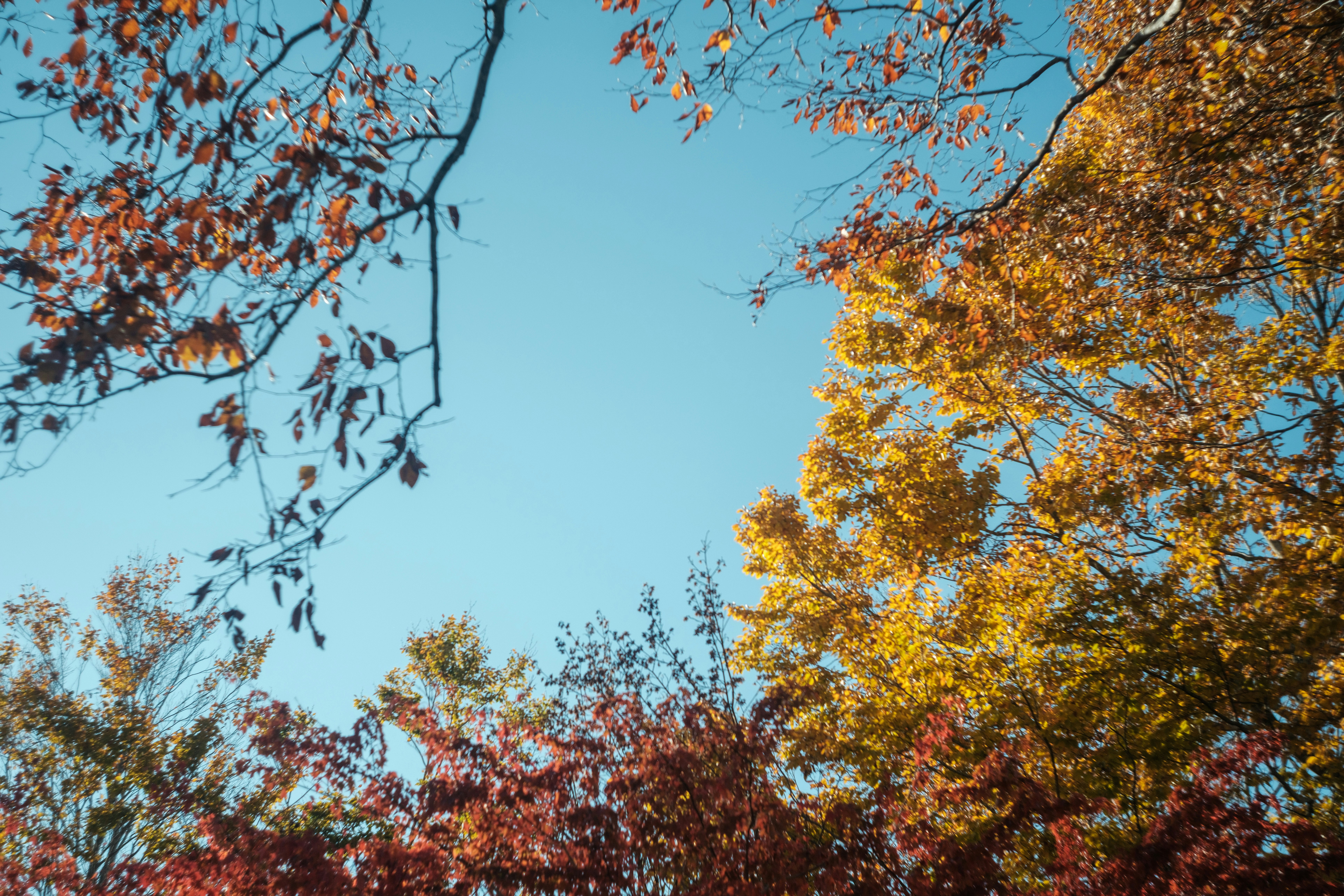 Autumn tree branches against a blue sky