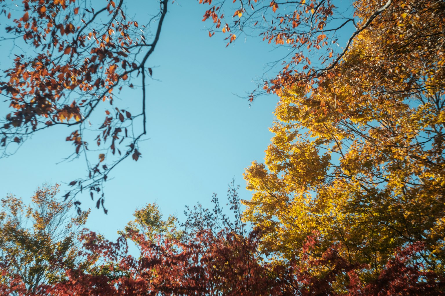 Autumn landscape with colorful leaves against a clear blue sky