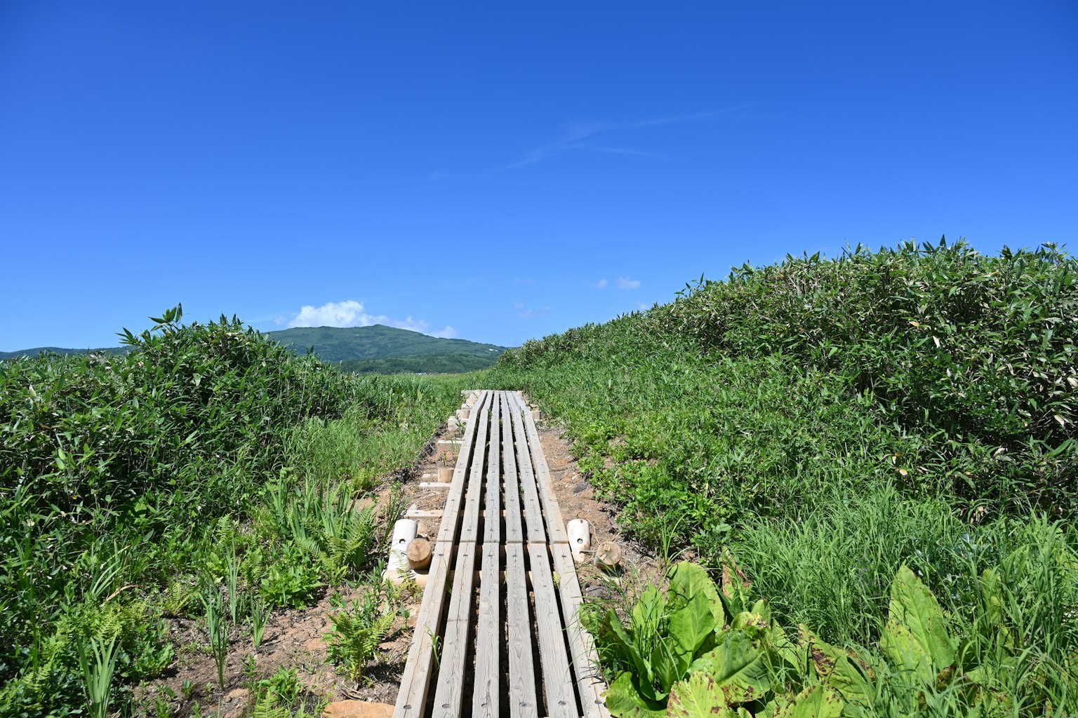 Sentiero in legno circondato da vegetazione lussureggiante sotto un cielo blu