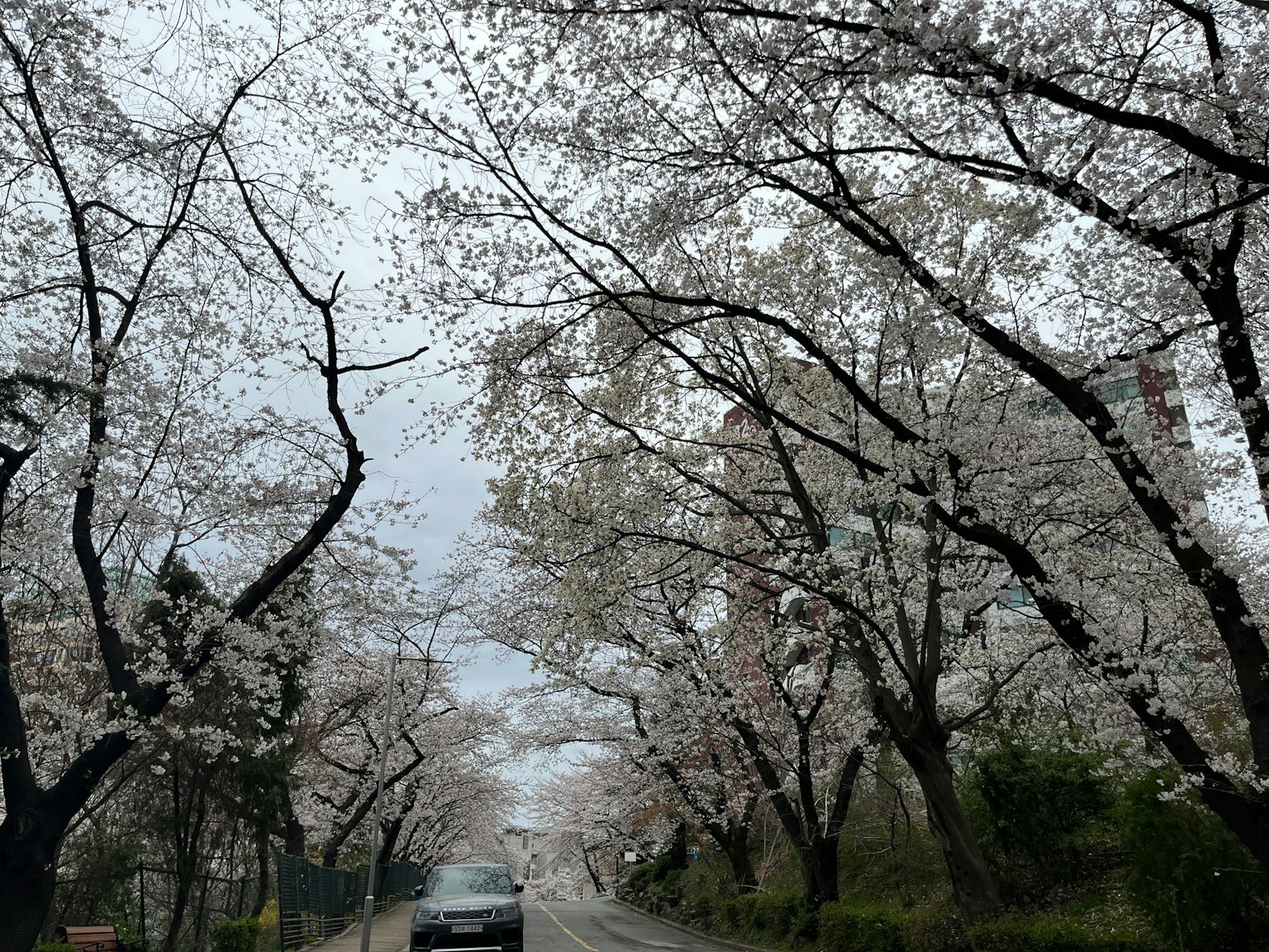벚꽃 나무가 늘어선 도로와 지나가는 차
