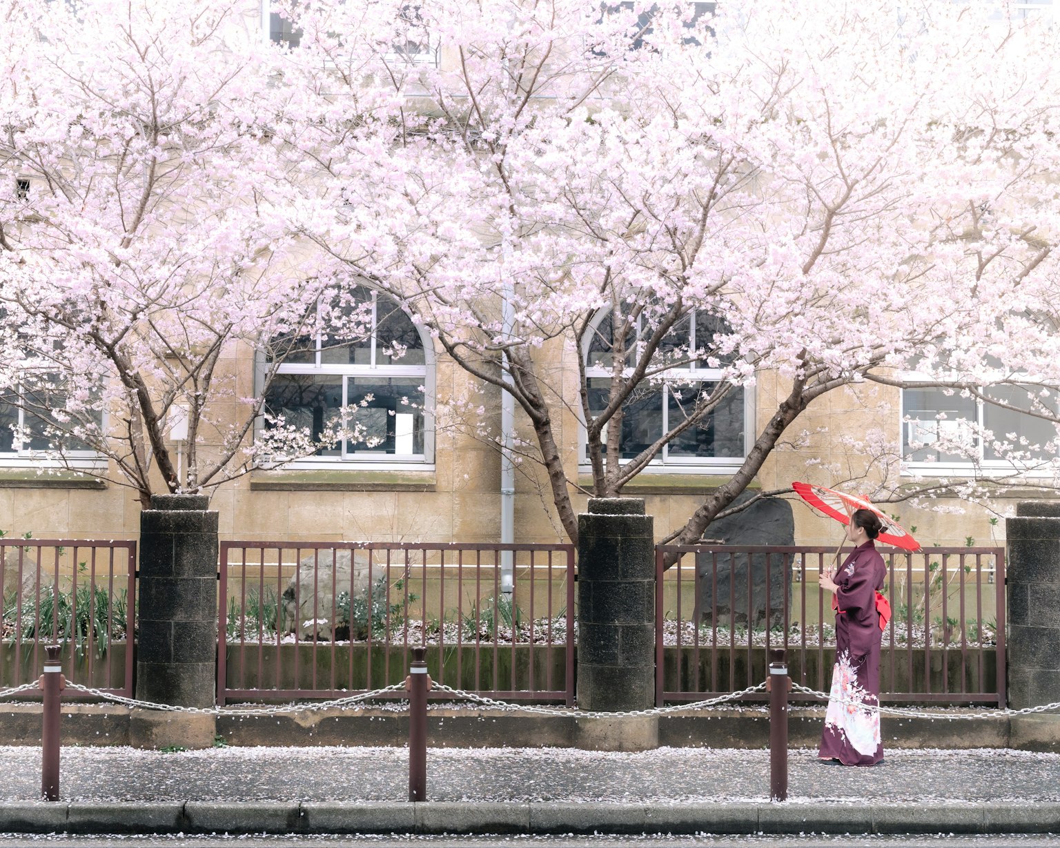 Seorang wanita berpakaian kimono memegang kipas merah di bawah pohon sakura