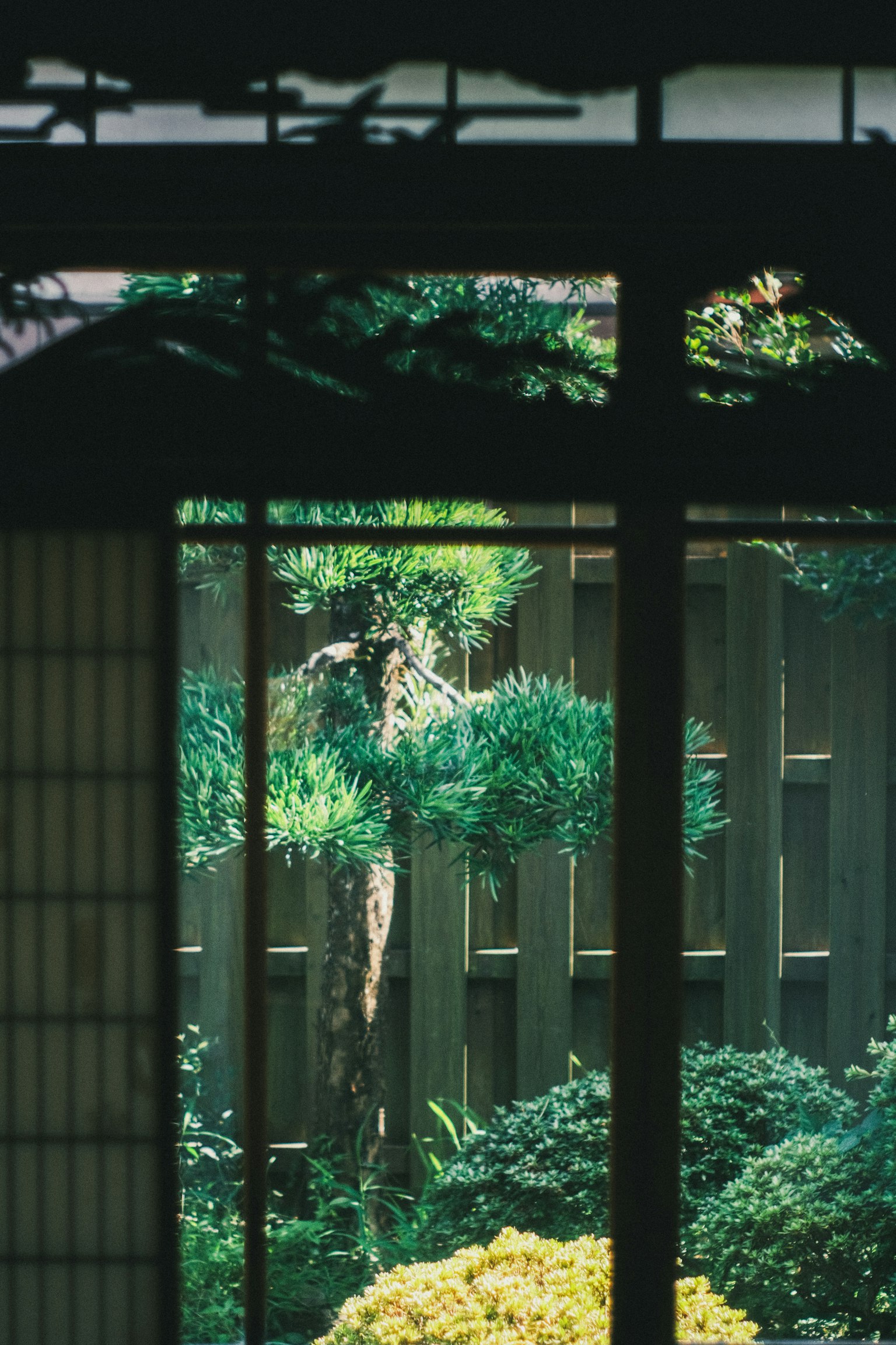 透過障子屏風看到的郁郁蔥蔥的日本花園，樹木和木圍欄