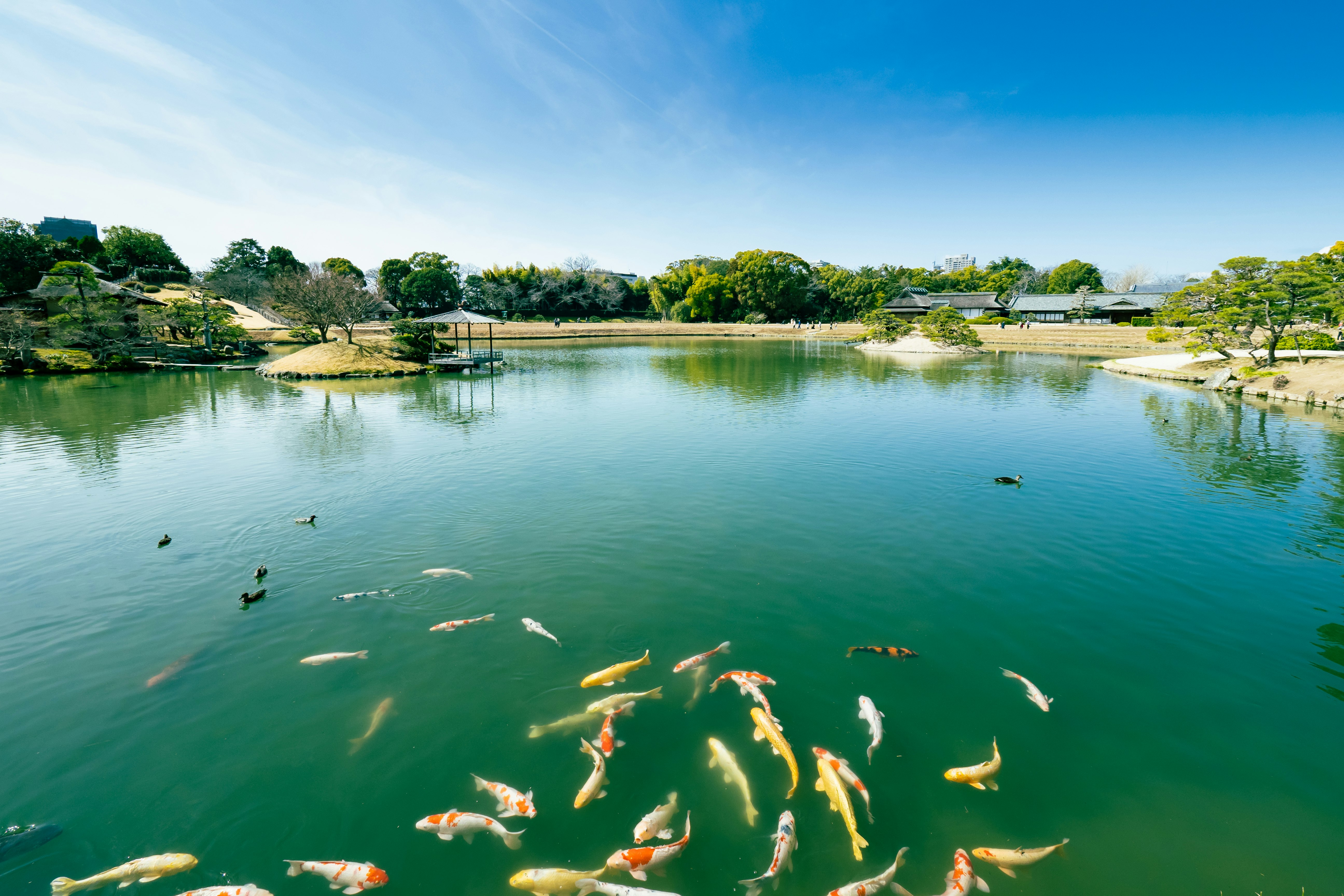 Sekelompok ikan koi berenang di air yang tenang