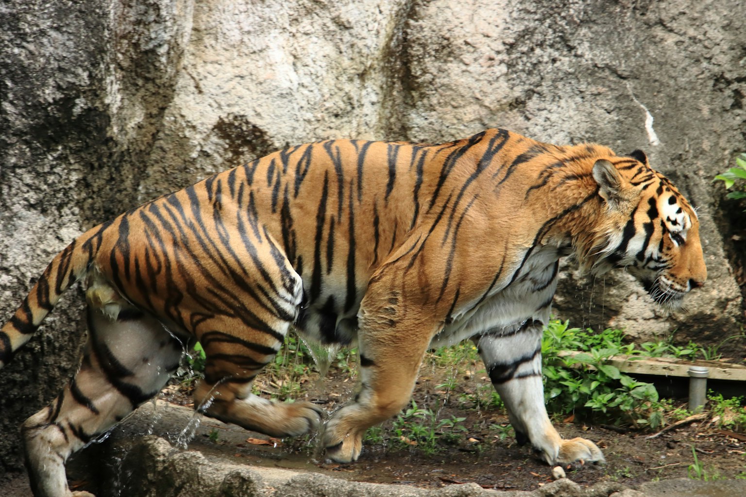 Un tigre avec des rayures orange et noires marchant