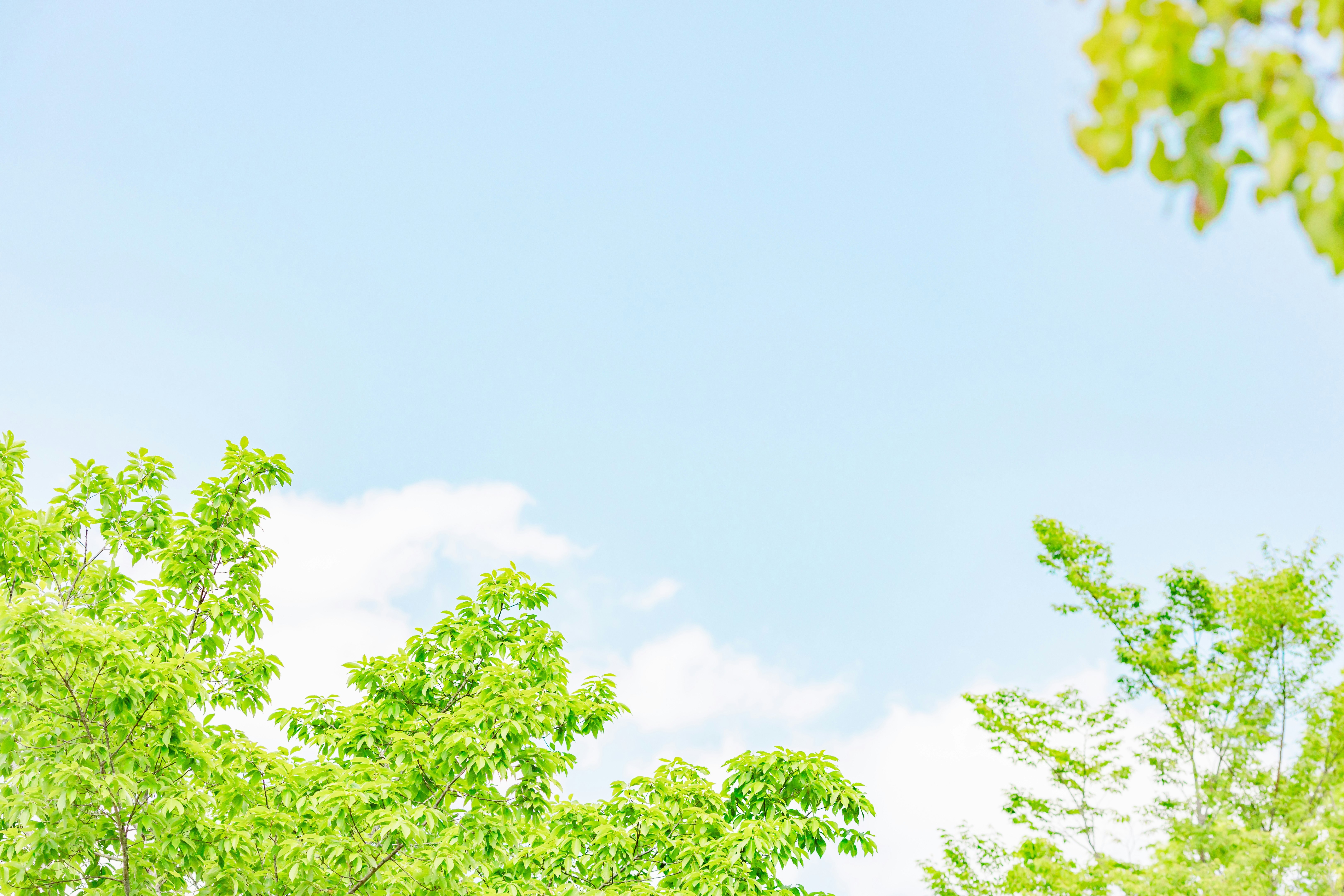 新緑の木々と青空の抜ける空