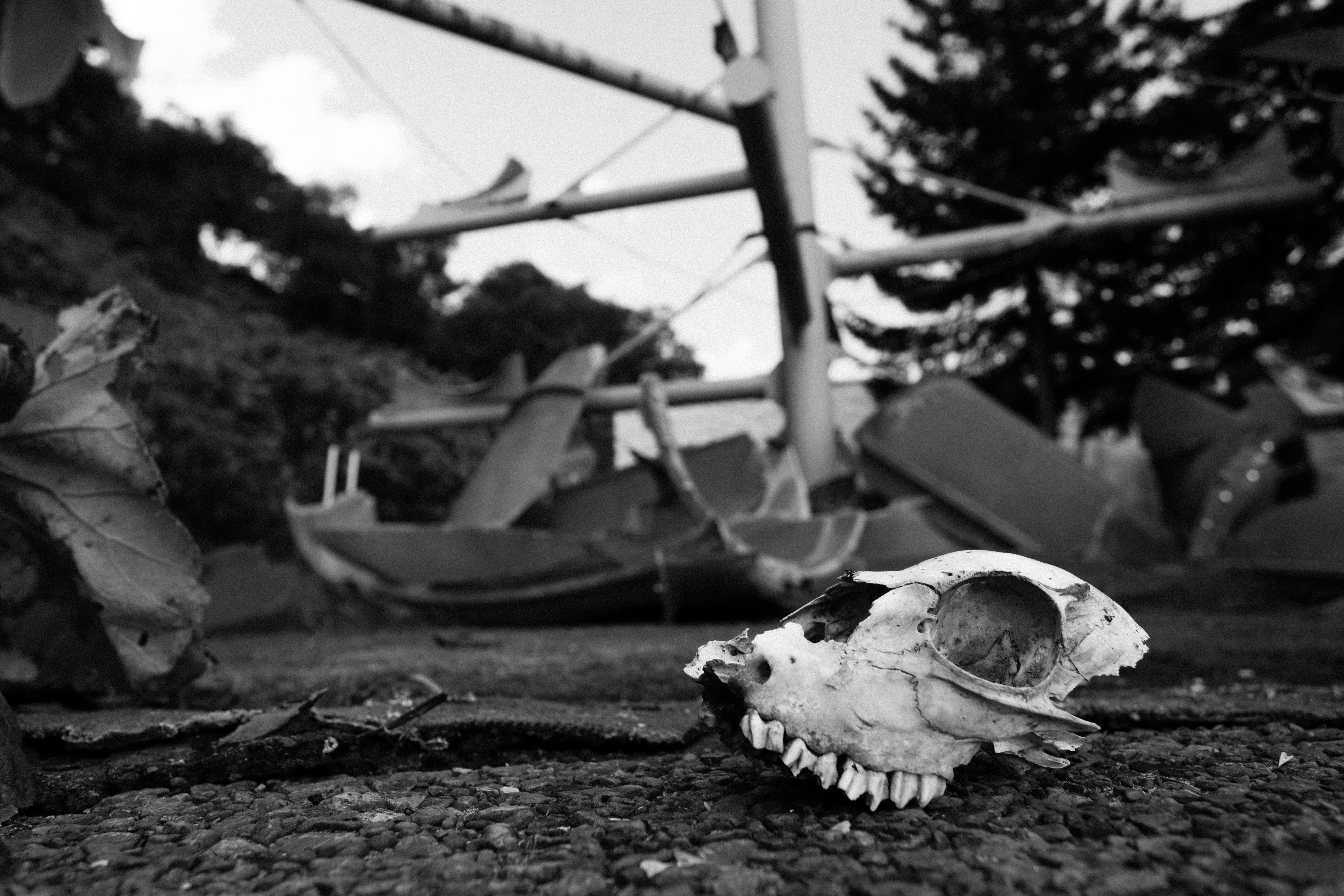 路上に転がる動物の頭骨と散らかった遺骸