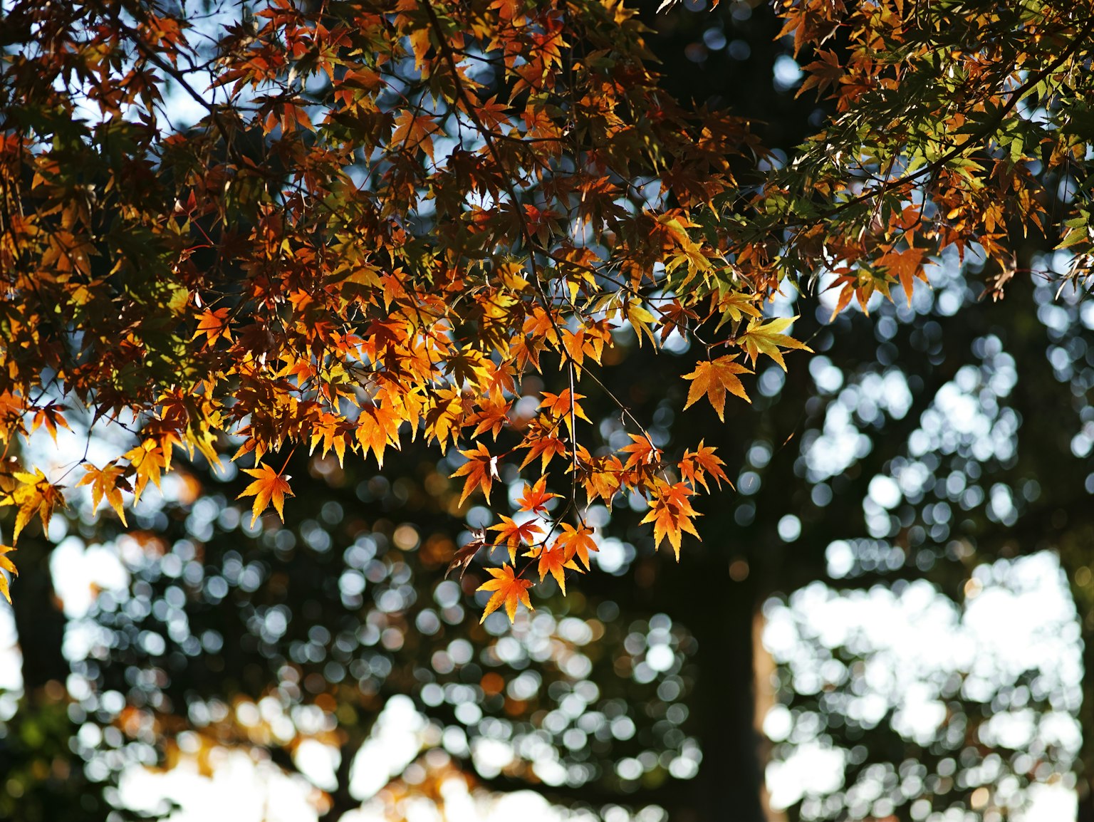 Beautiful autumn maple leaves with blurred trees in the background
