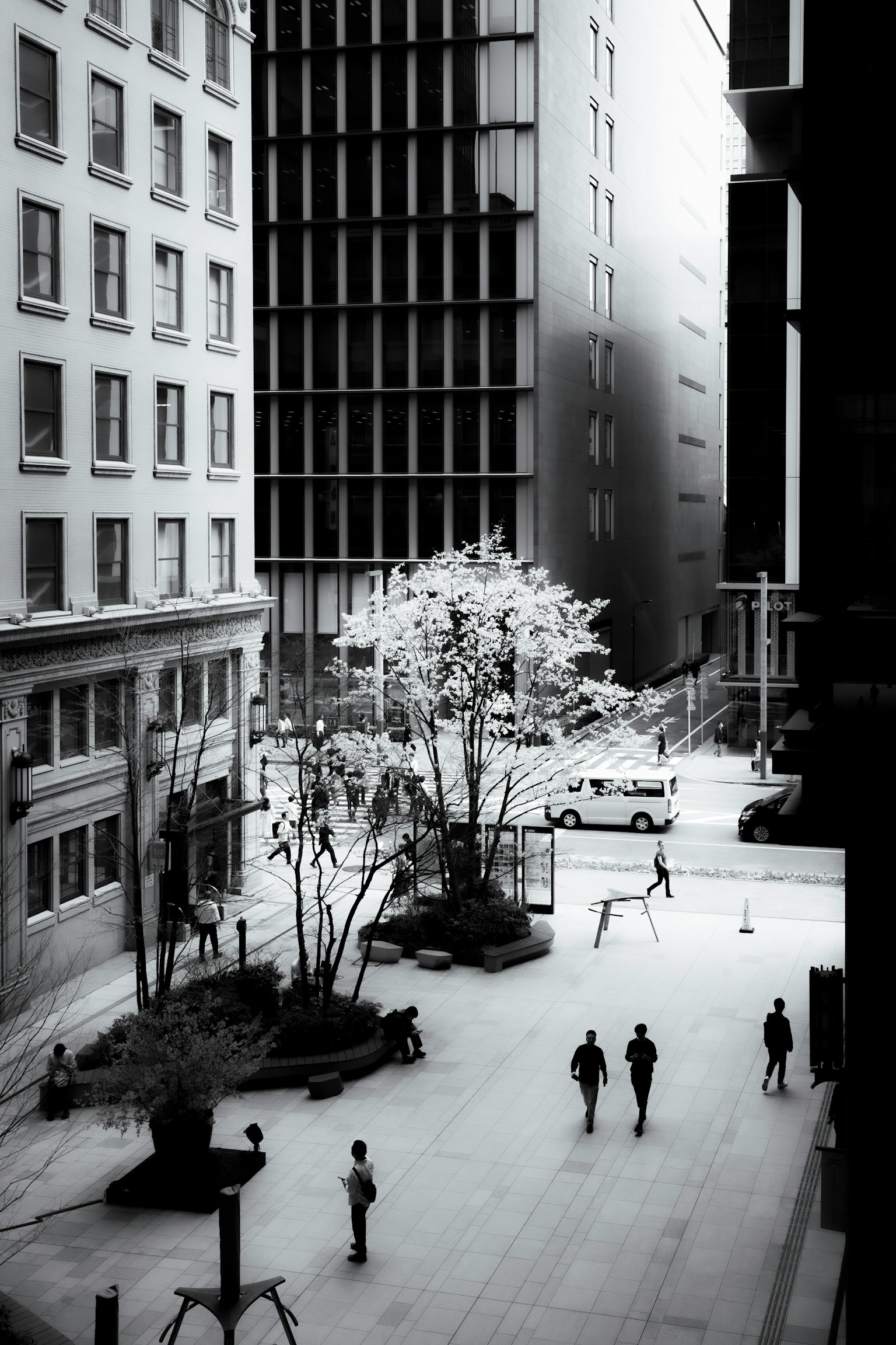 Escena urbana en blanco y negro con peatones en la acera y un árbol de cerezo en flor