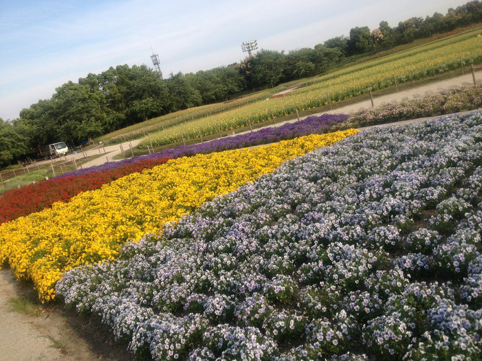 Campos de flores vibrantes con filas de flores amarillas y moradas