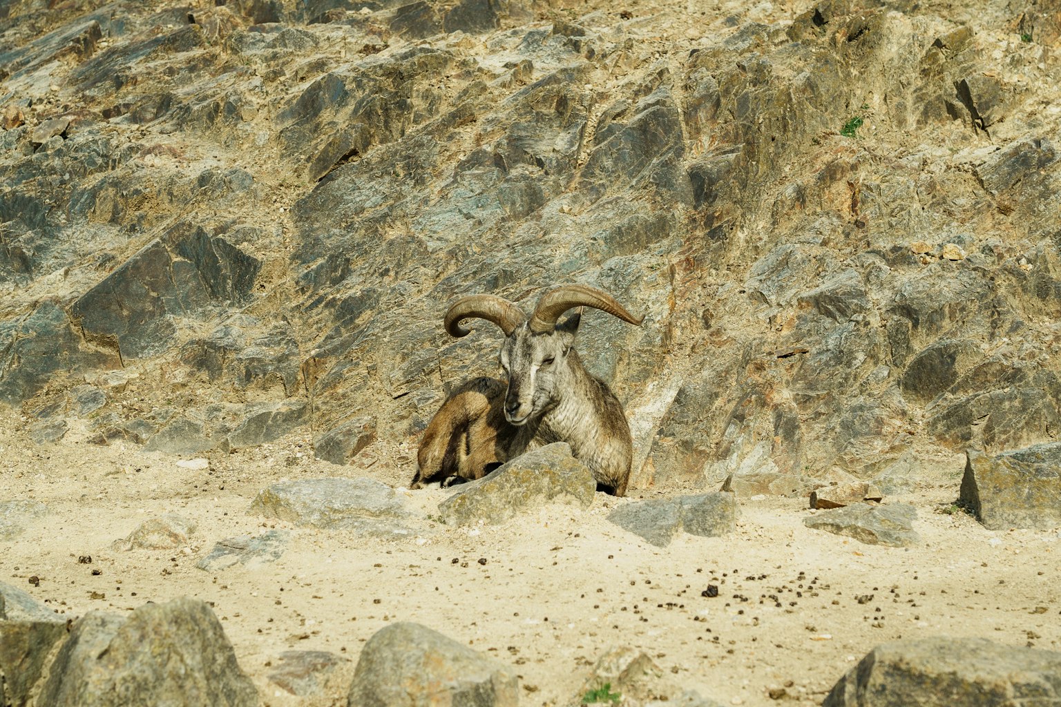 แพะสองตัวพักผ่อนบนพื้นหิน