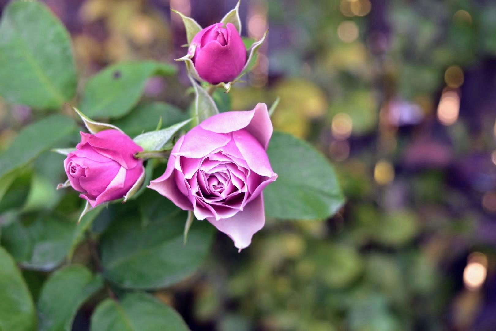 ピンクのバラの花とつぼみのクローズアップ