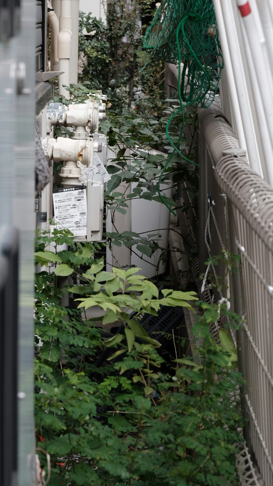 屋内の配管と植物が共存する通路