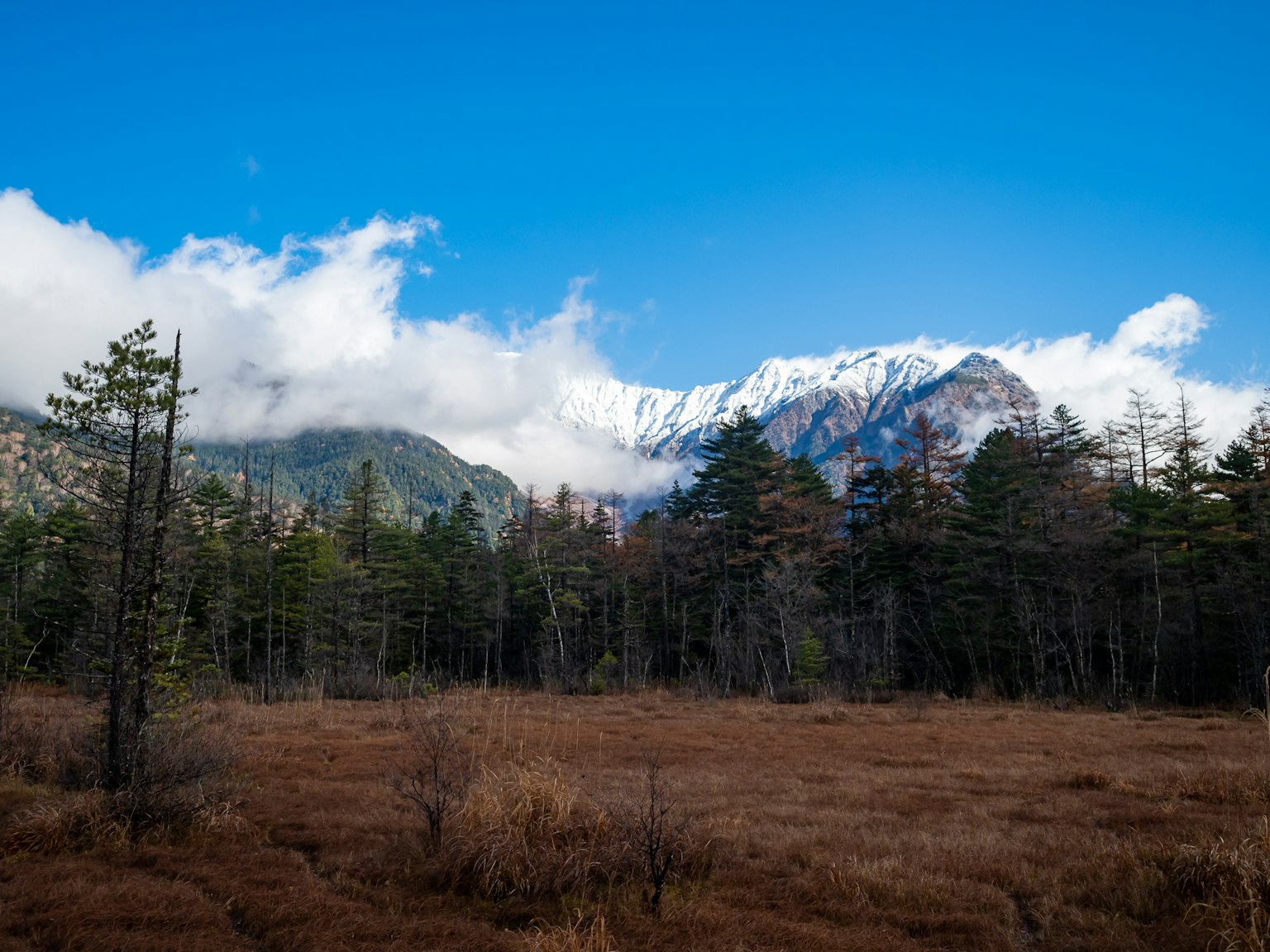 Forest landscape with snow-capped mountains under a blue sky