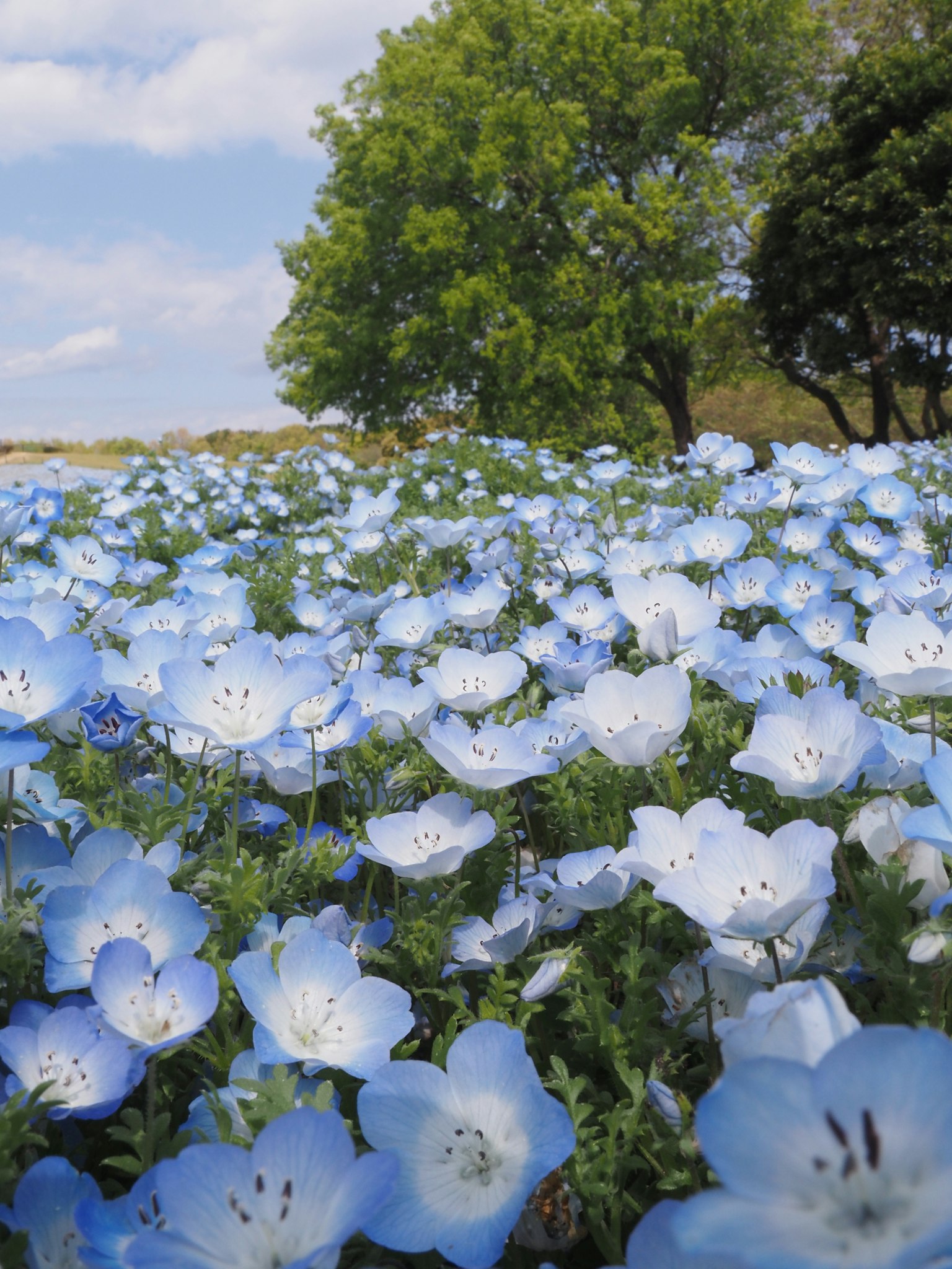 ทุ่งกว้างของดอกไม้สีน้ำเงินที่บานสะพรั่งกับต้นไม้สีเขียว