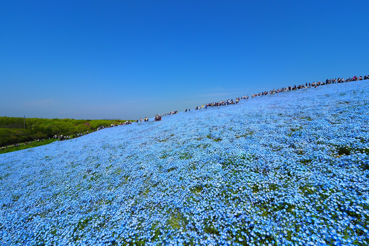 Pemandangan bukit yang dipenuhi bunga biru di bawah langit biru yang cerah