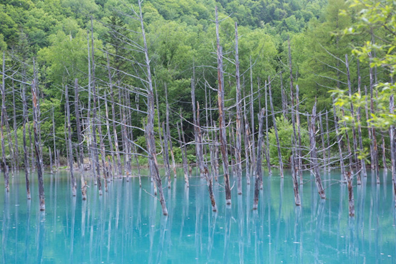 Pohon mati menjulang dari air turquoise dengan latar belakang pepohonan hijau