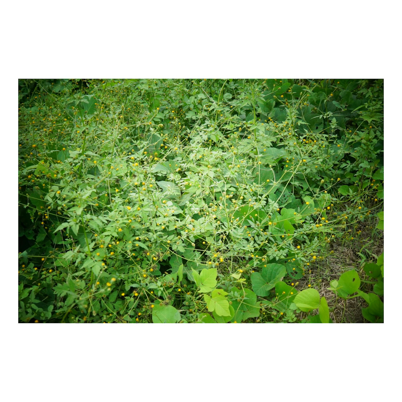 緑豊かな草原に生い茂る植物と小さな黄色い花