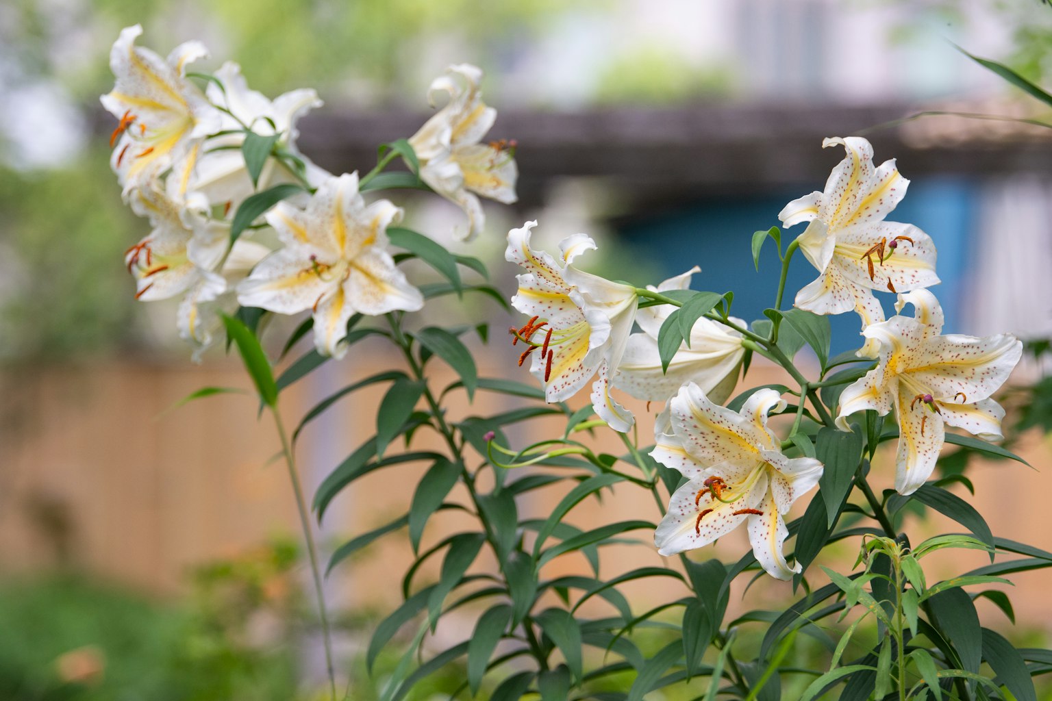 Weiße Lilien blühen in einem Garten