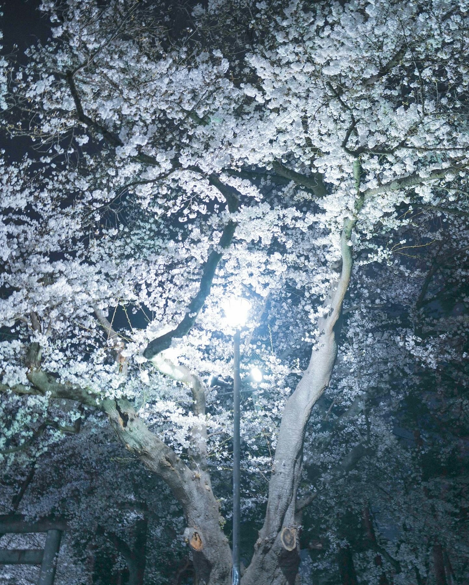 夜间照亮的樱花树的奇妙景观