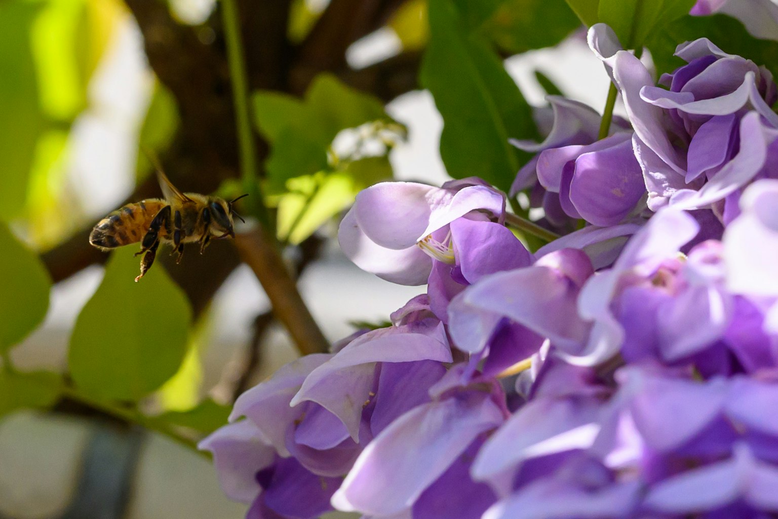 Một con ong bay gần những bông hoa màu tím dưới ánh nắng