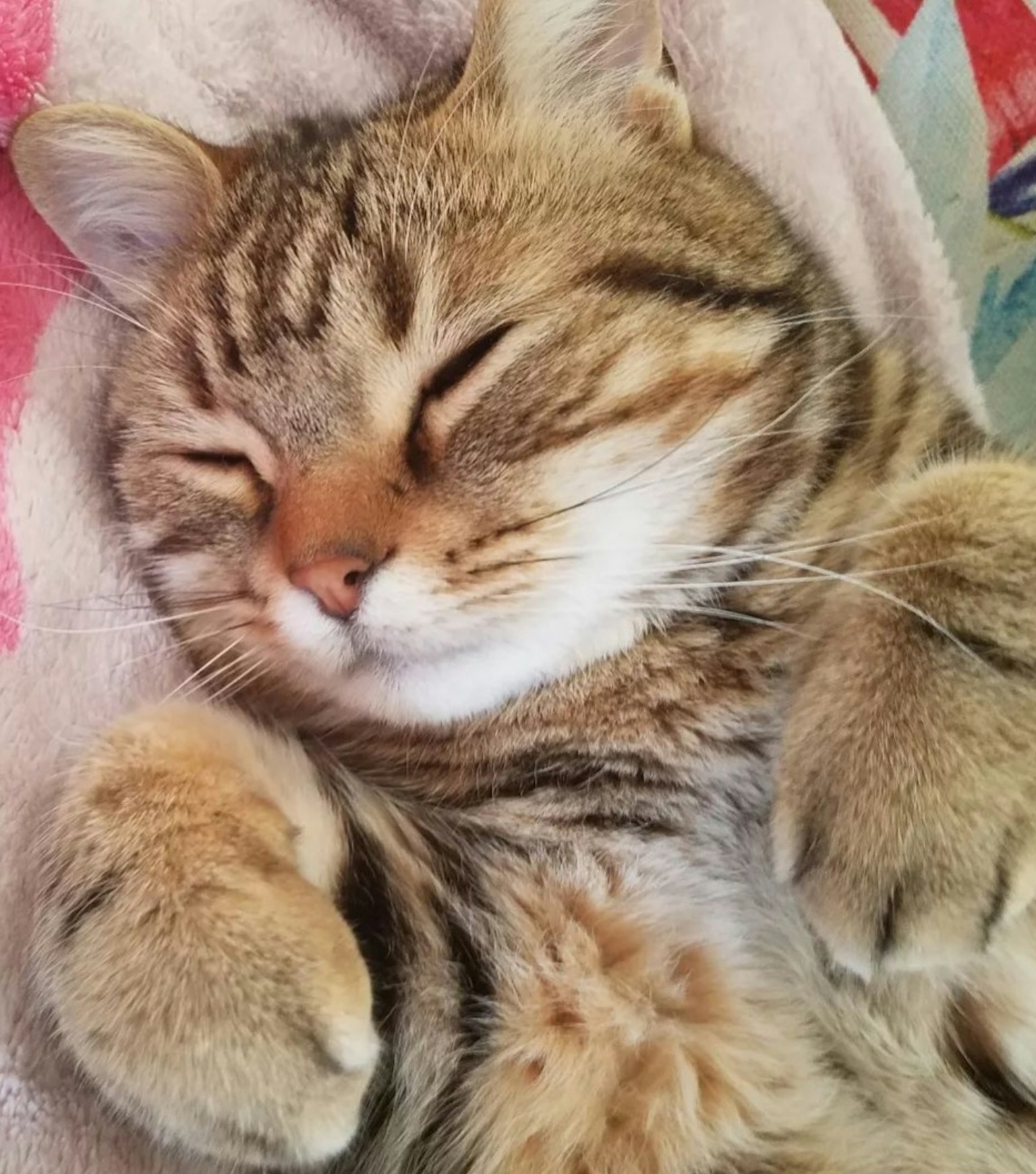 在毛毯上放松的睡眠棕色猫
