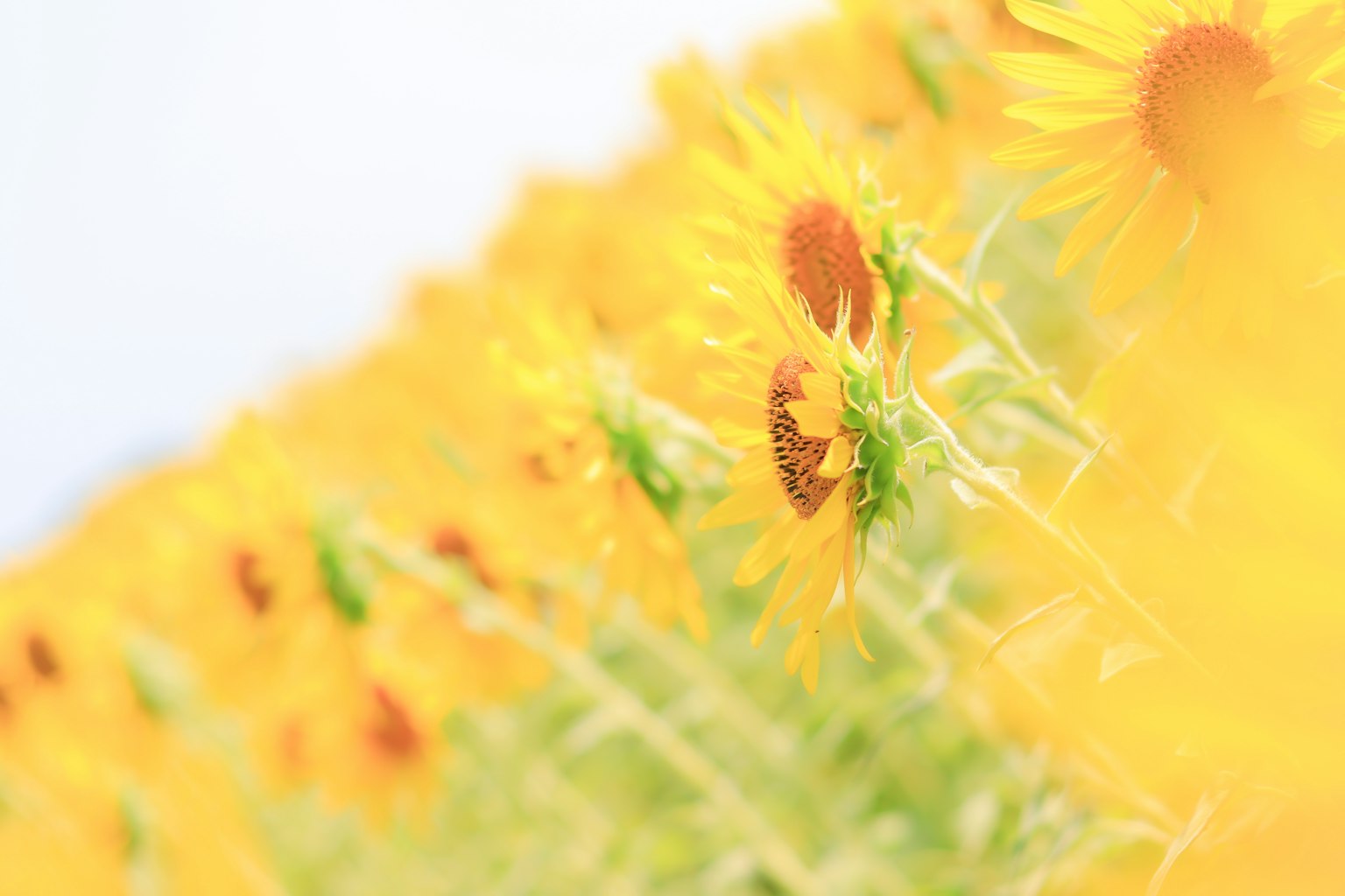 Un champ vibrant de tournesols en fleurs