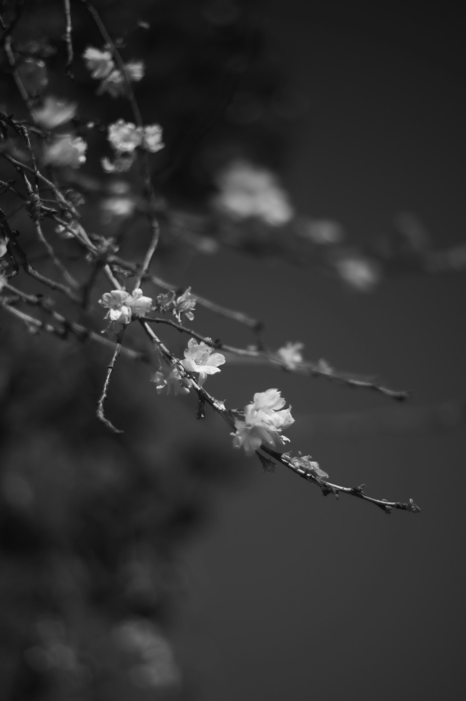 白黒の背景に咲く花の枝が映る