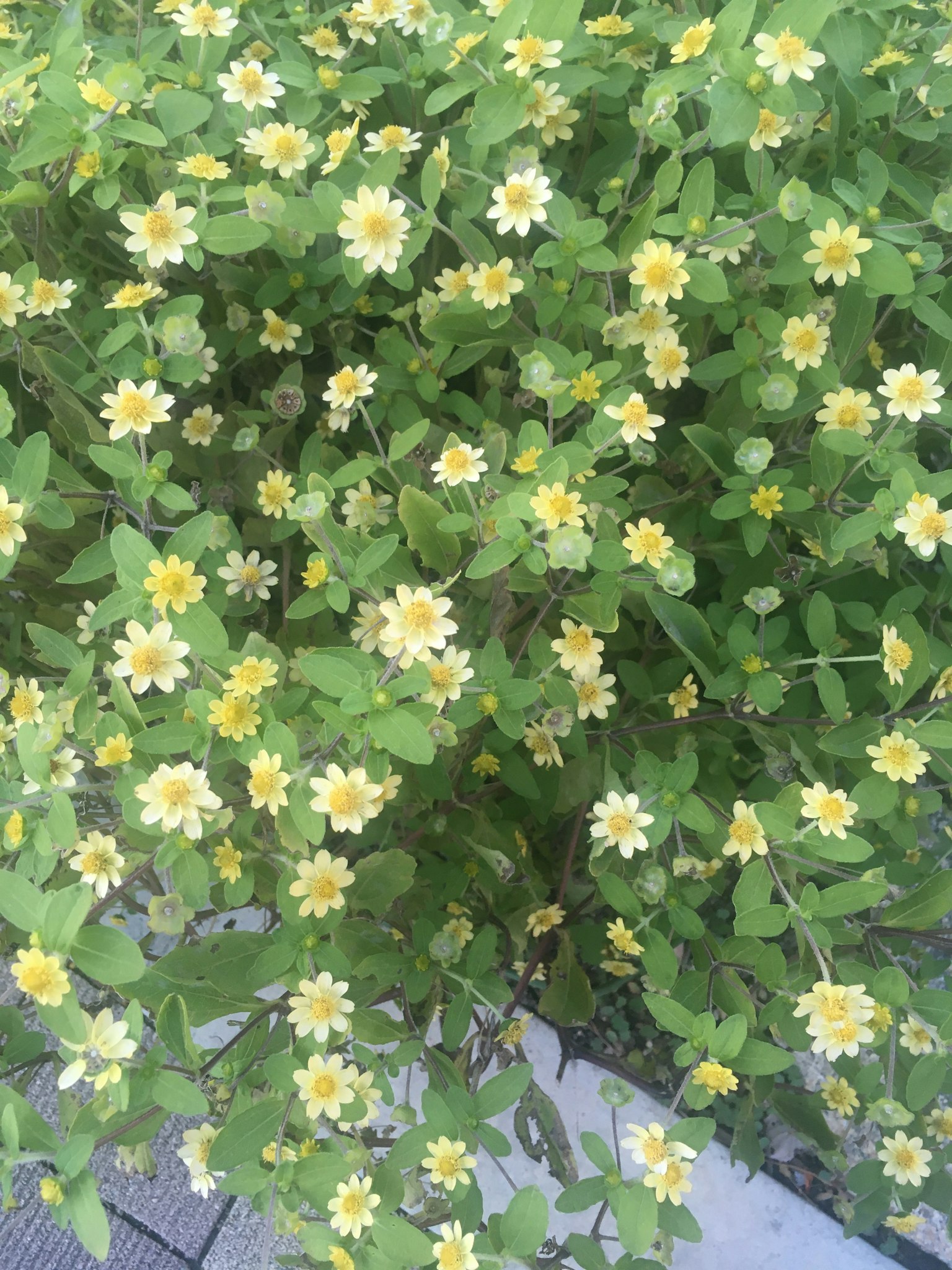 Vista dall'alto di una pianta verde con fiori gialli