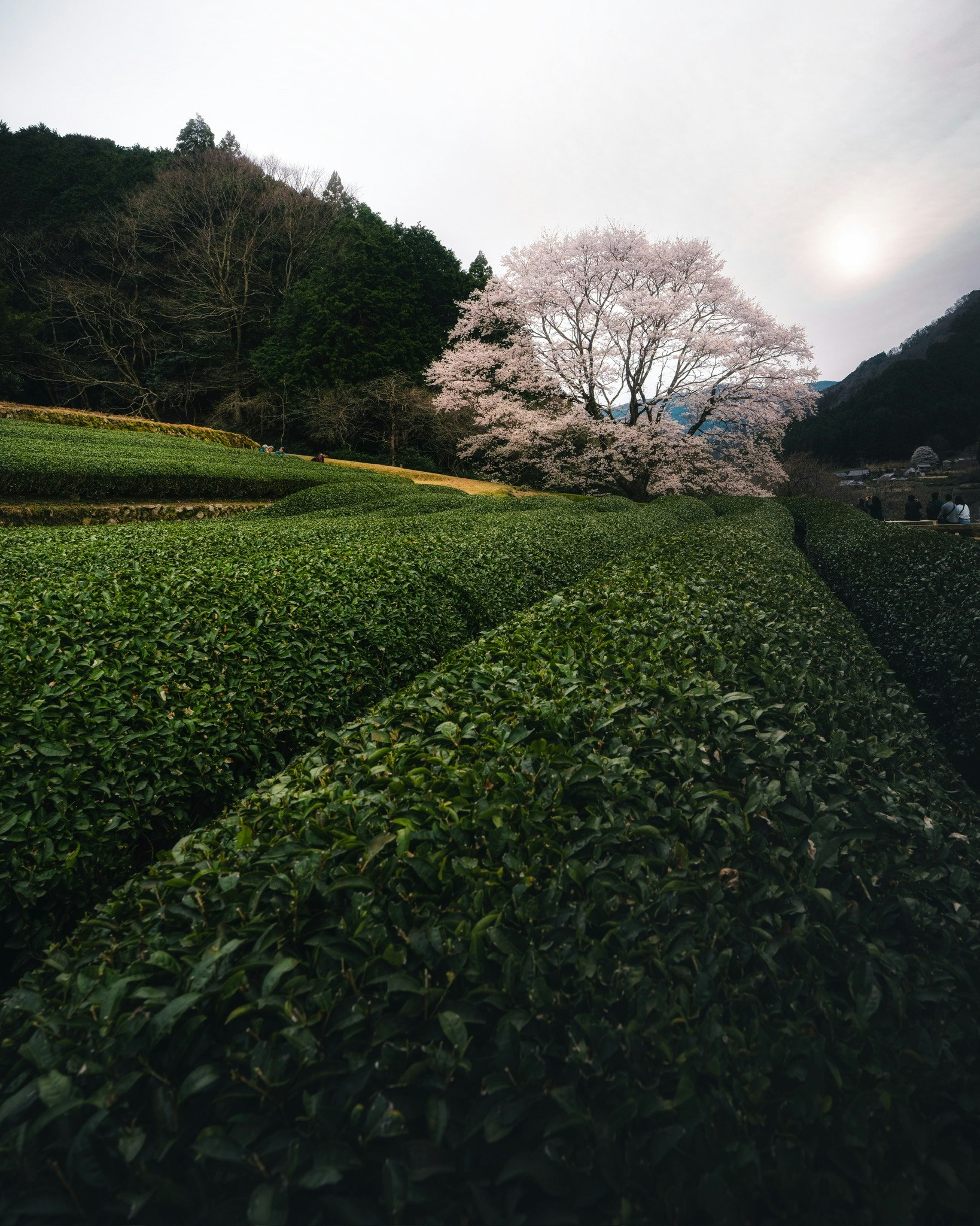 春の竹原淡墨桜が咲く丘の茶畑と山並み