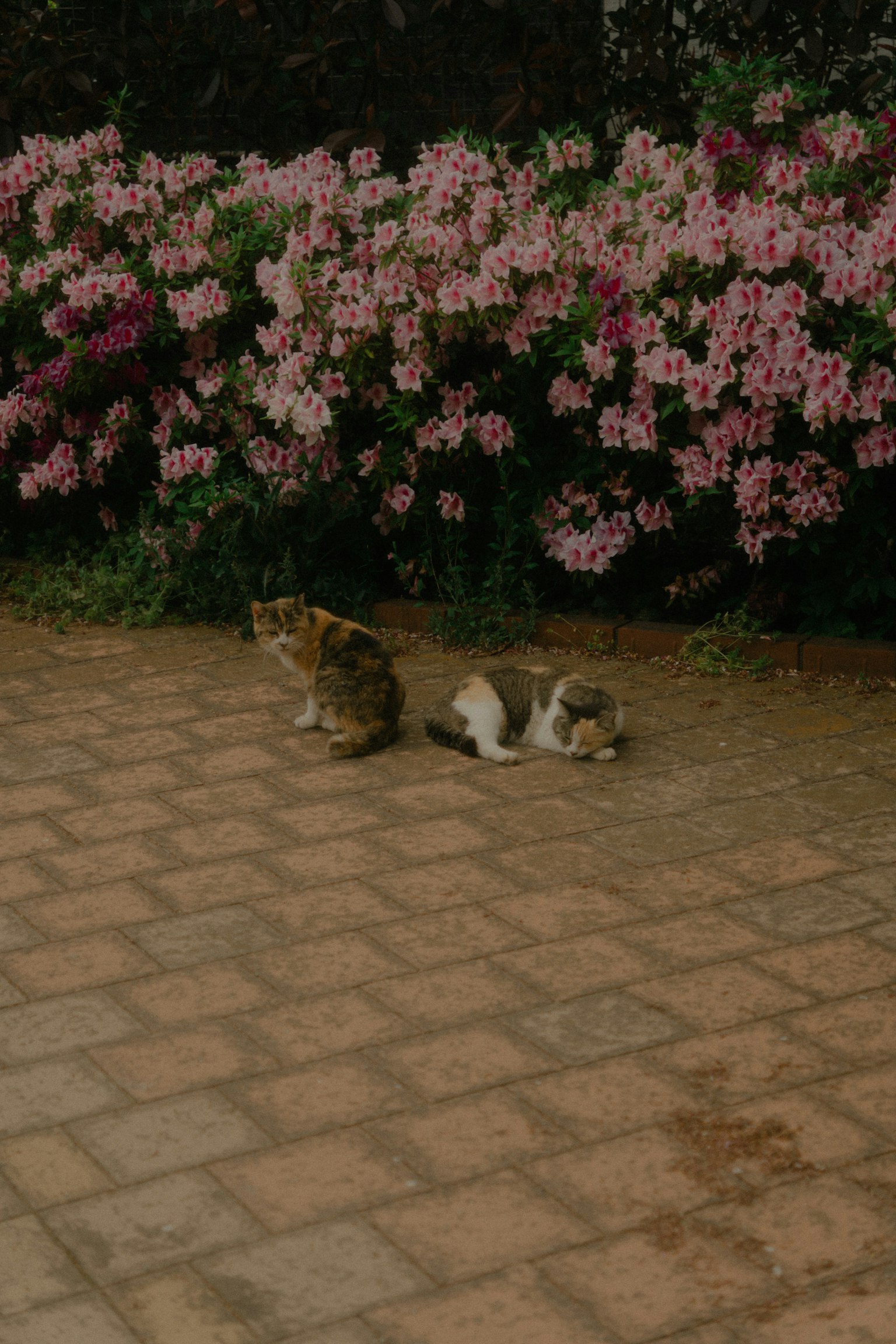 Zwei Katzen entspannen sich vor blühenden Blumen