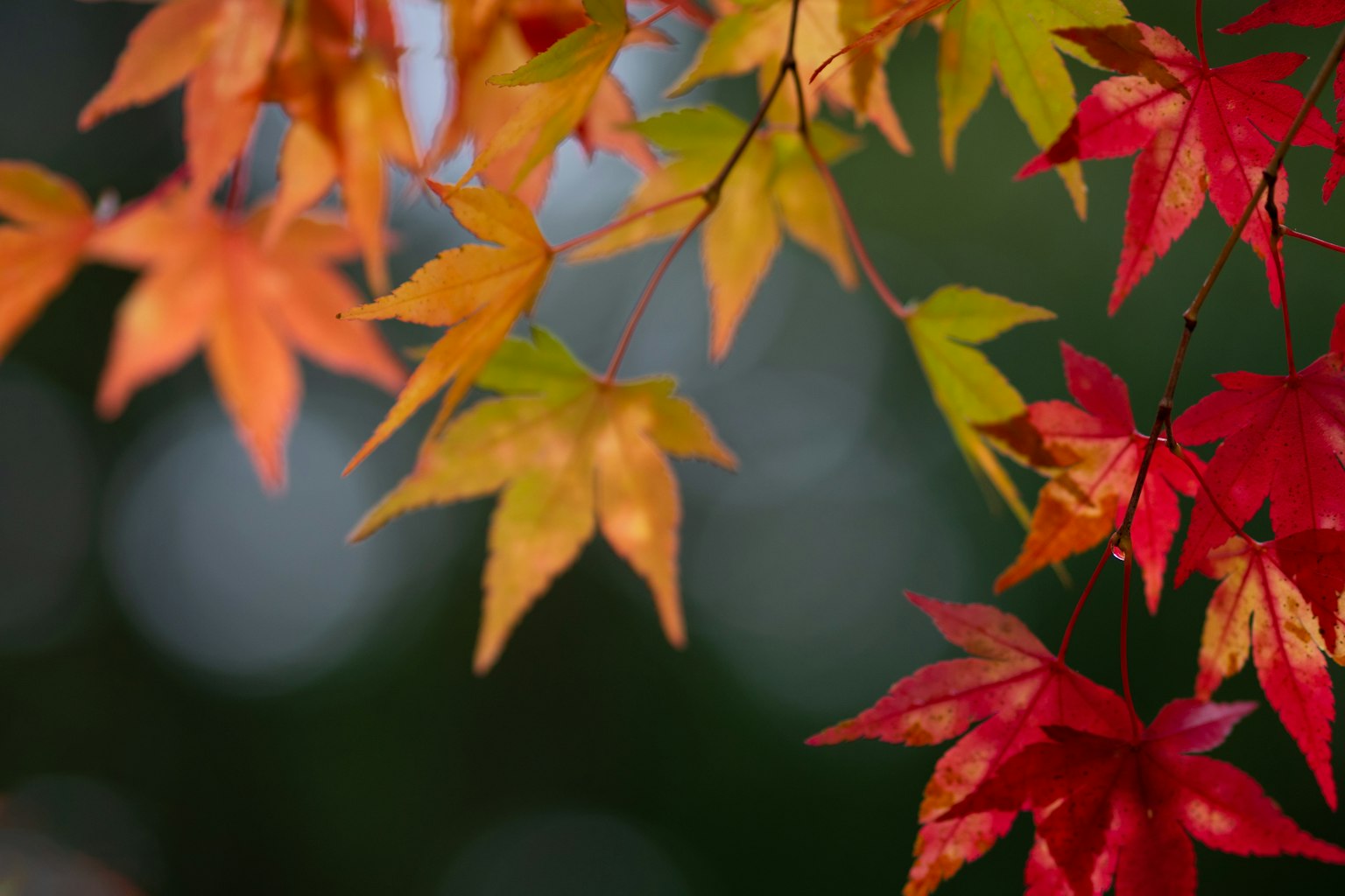 Foglie autunnali colorate che mostrano vivaci tonalità di rosso arancione e verde