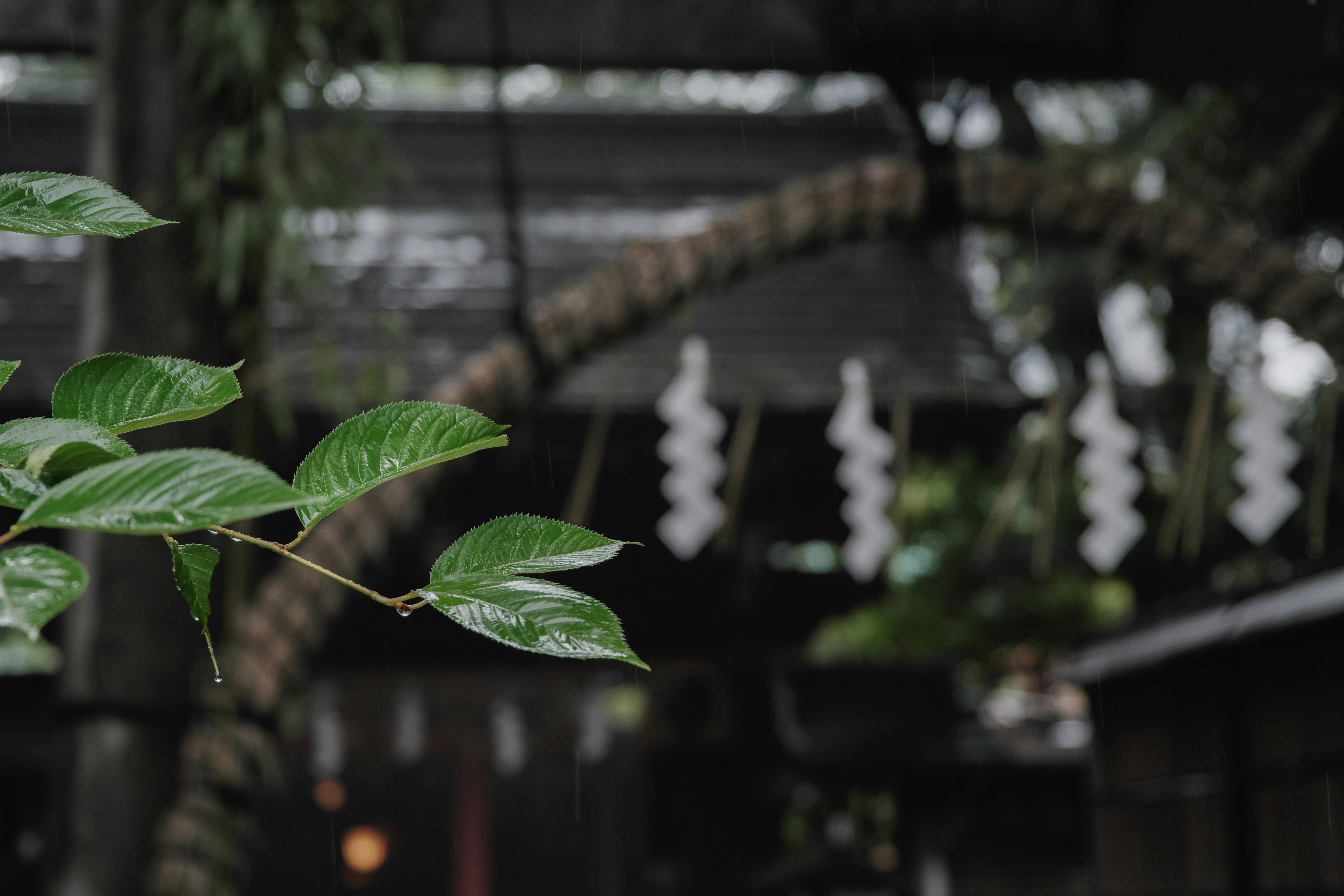 雨に濡れた葉と茅の輪のある神社の境内