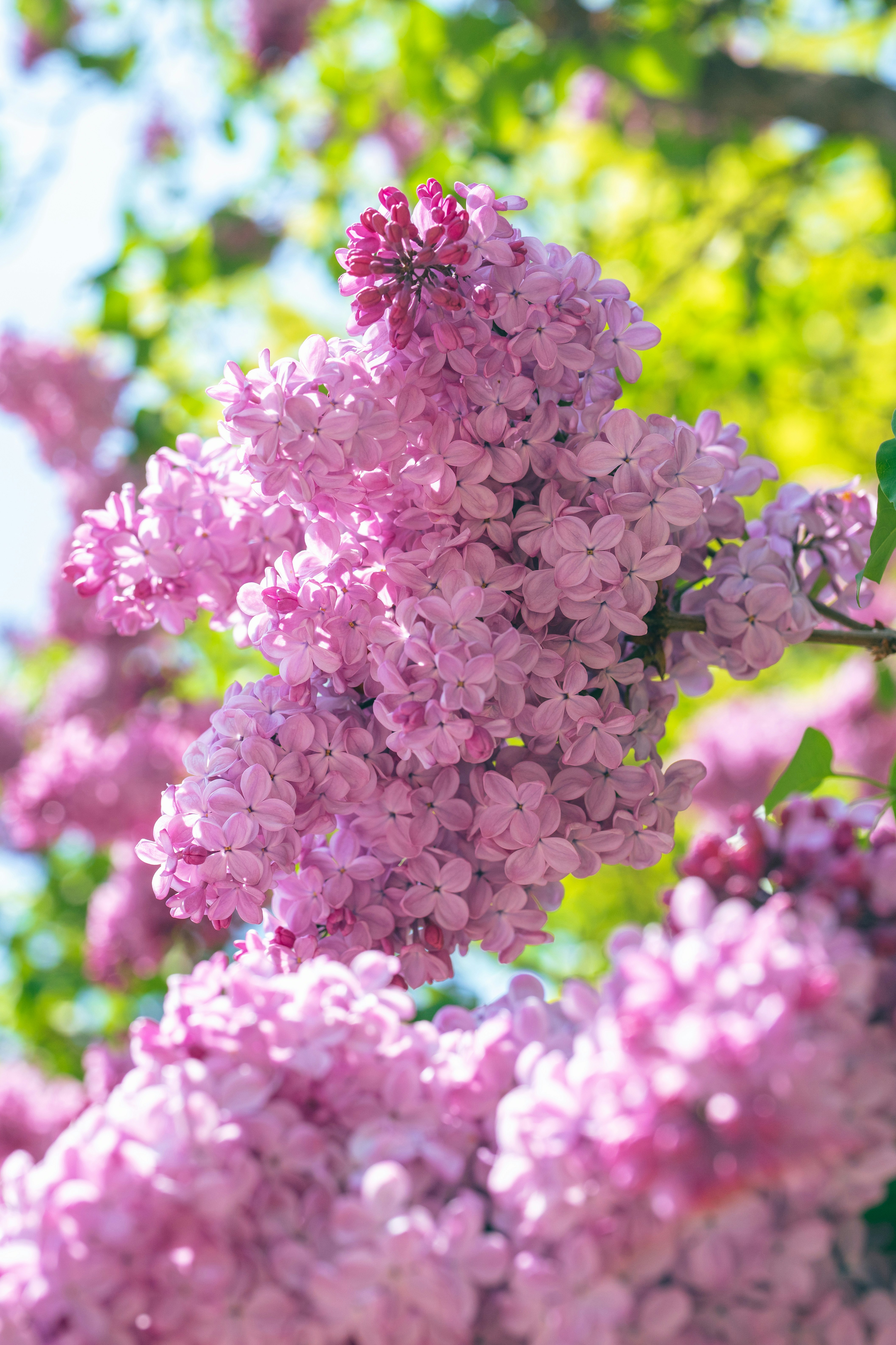 ピンクのアジサイの花が咲き並ぶ庭の花壇