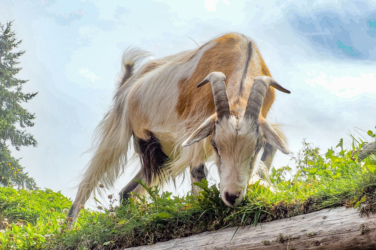 A goat grazing on grass with a scenic background