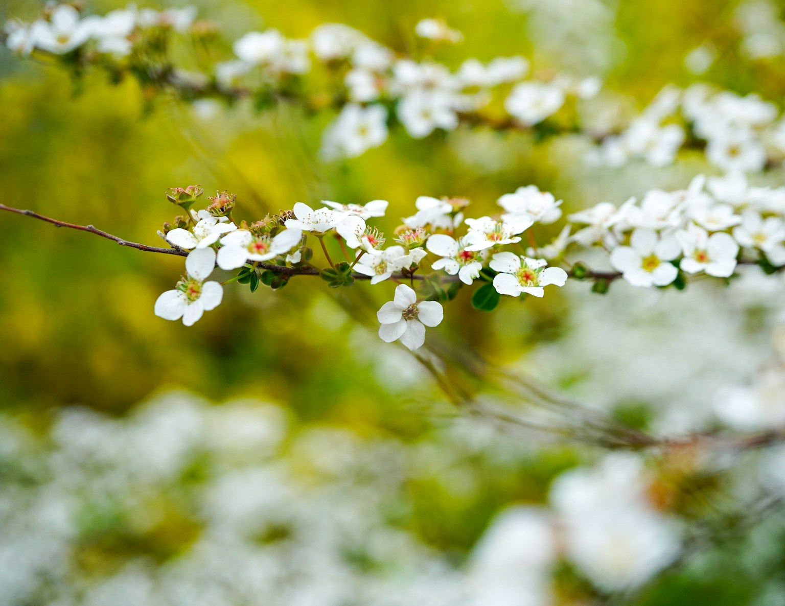 Acercamiento de una rama con flores blancas fondo verde borroso