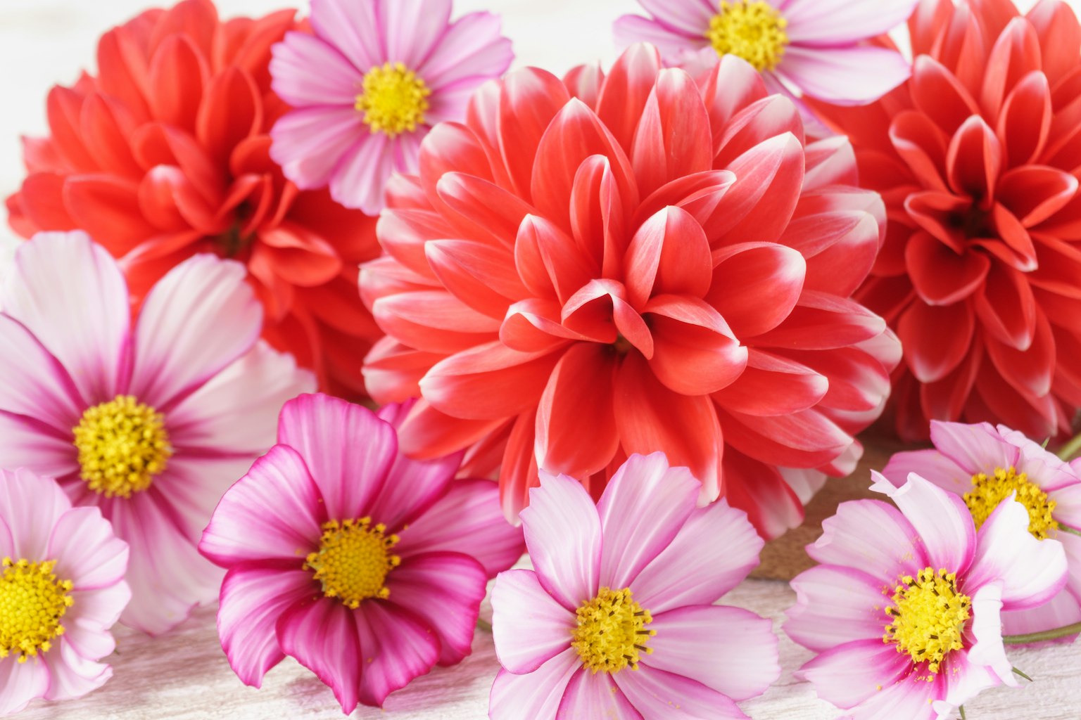 Susunan bunga berwarna-warni yang indah dengan dahlia merah dan cosmos merah muda dan putih