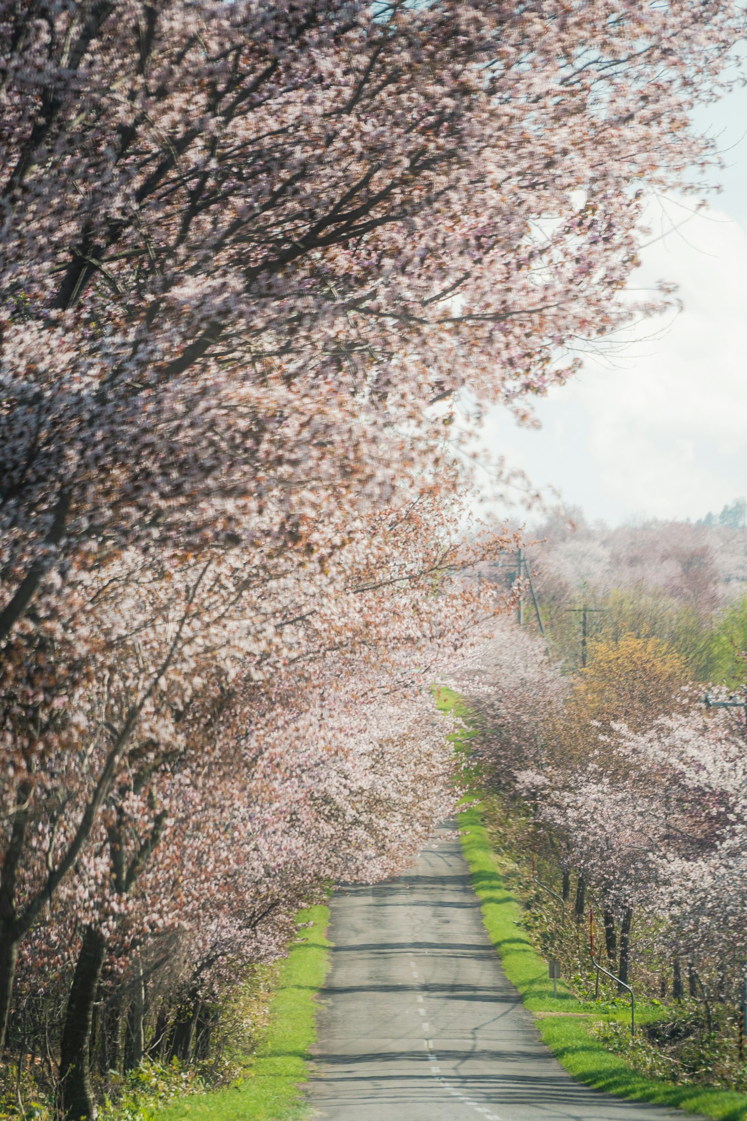 Strada panoramica fiancheggiata da alberi di ciliegio in fiore