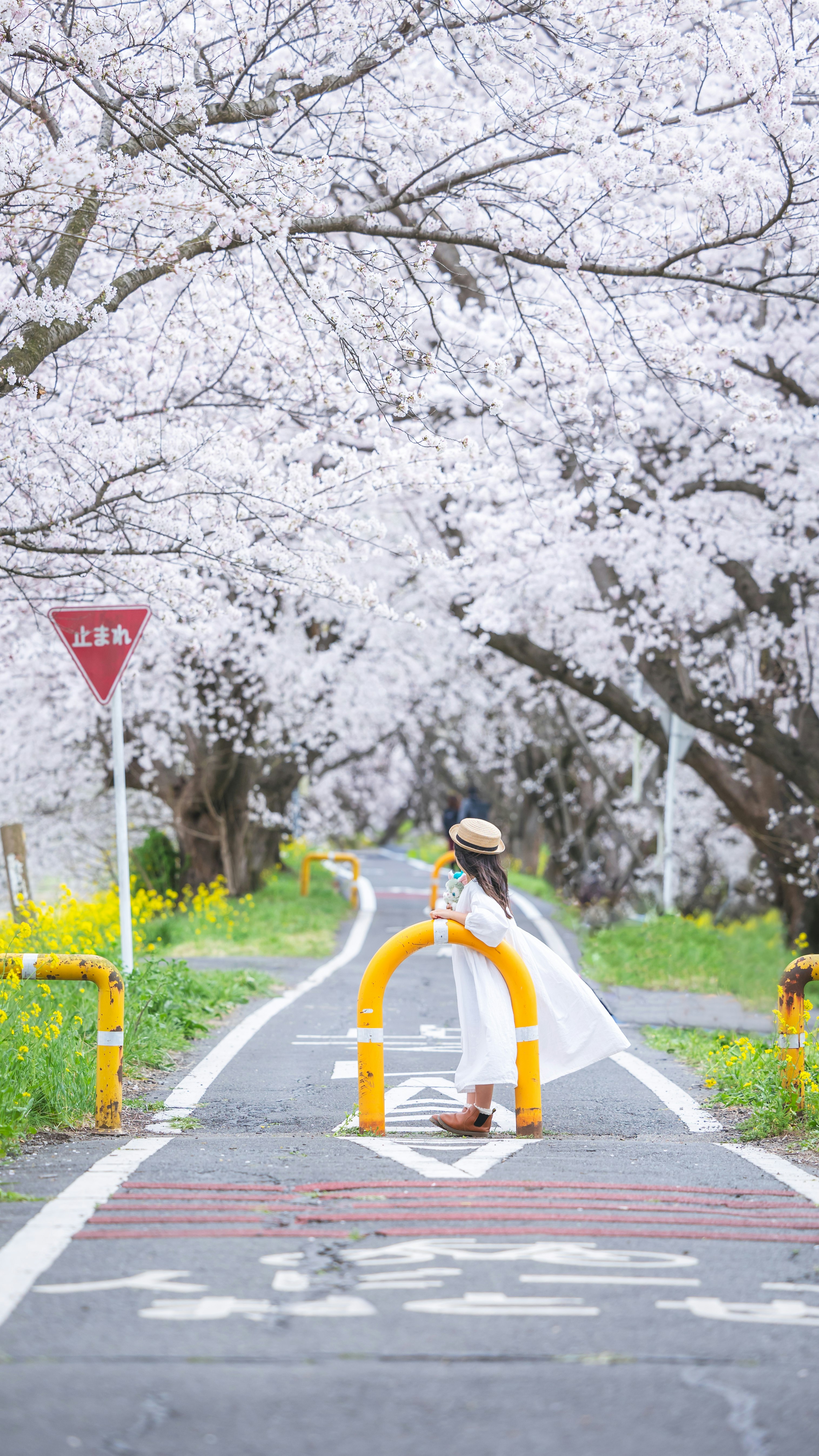 桜並木の遊歩道でしゃがむ子ども