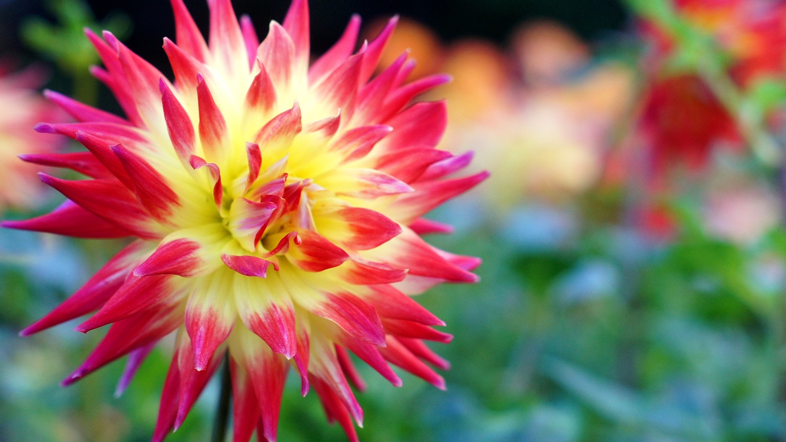 Eine wunderschöne Dahlienblüte in rot und gelb