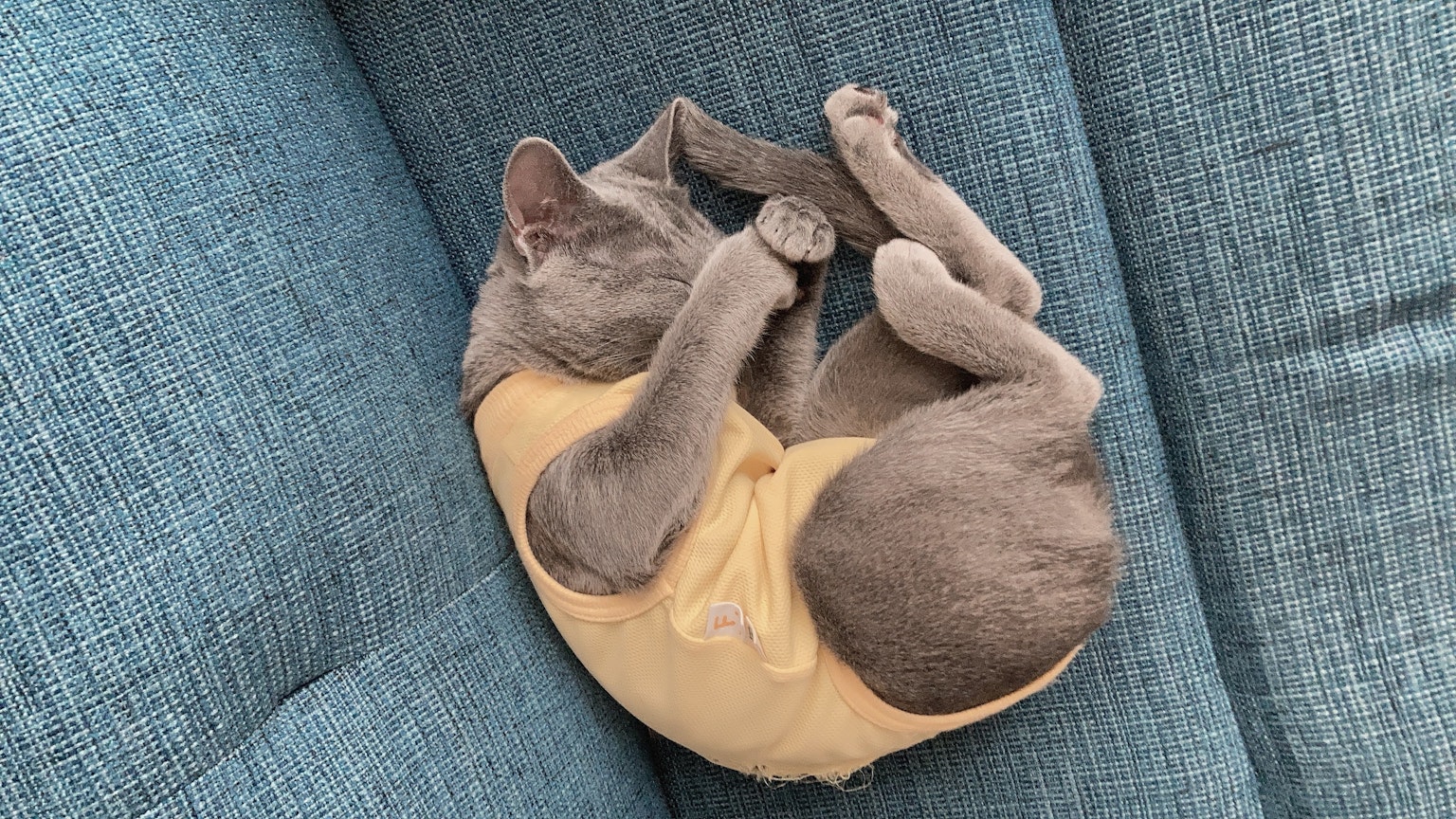 Gatto grigio arrotolato che dorme su un divano blu
