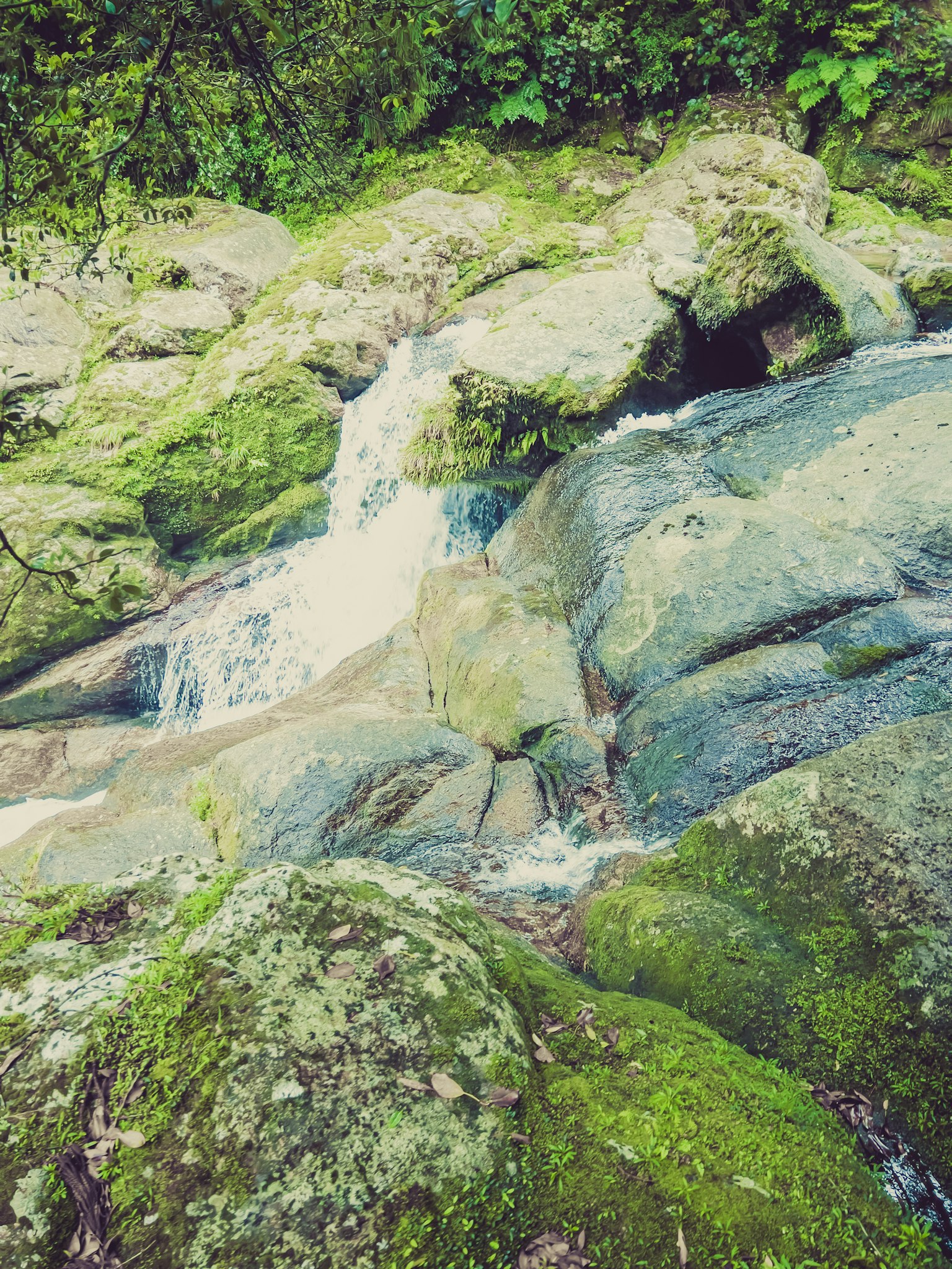 Scenic view of a small stream flowing between moss-covered rocks